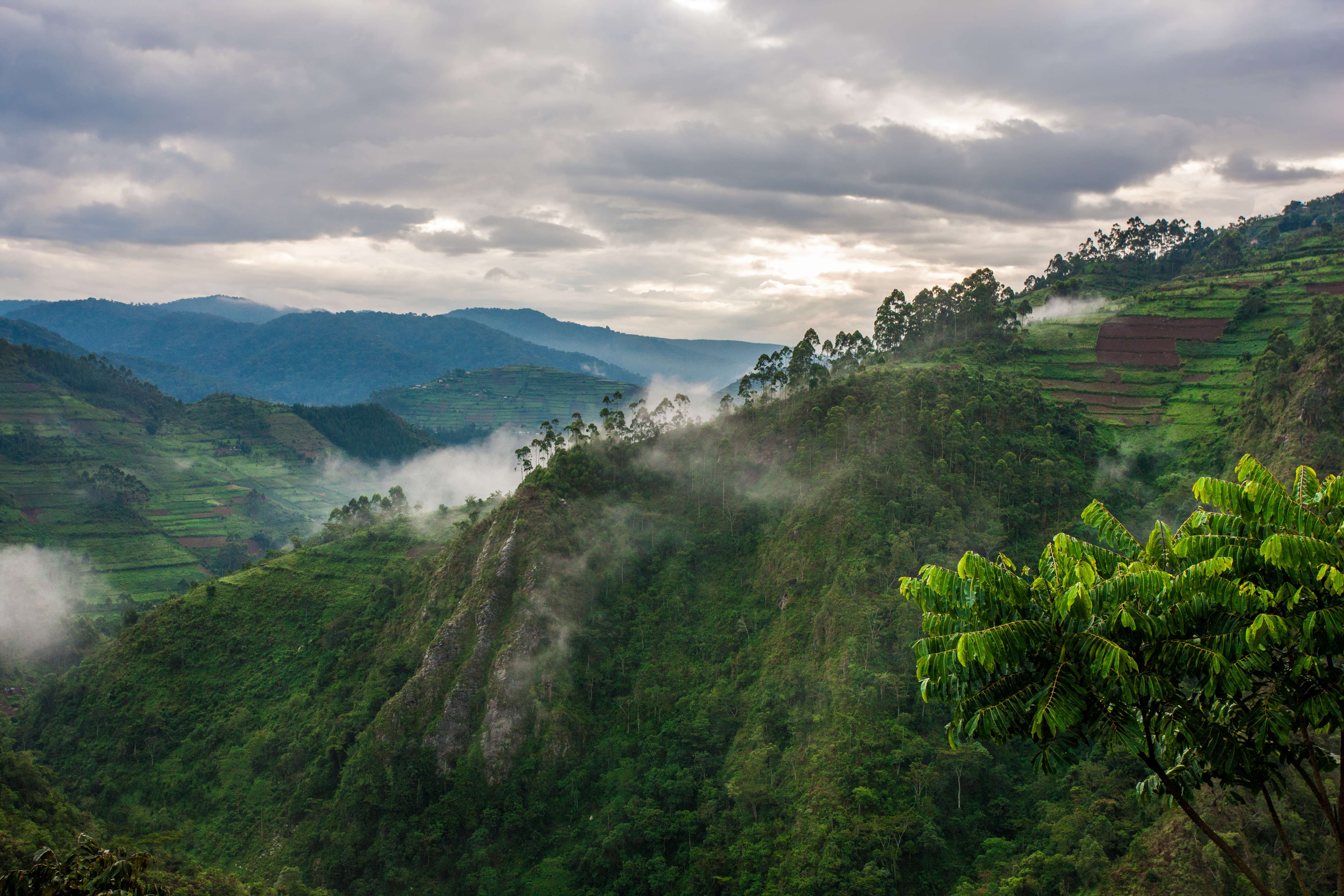 Bwindi Impenetrable National Park, Uganda