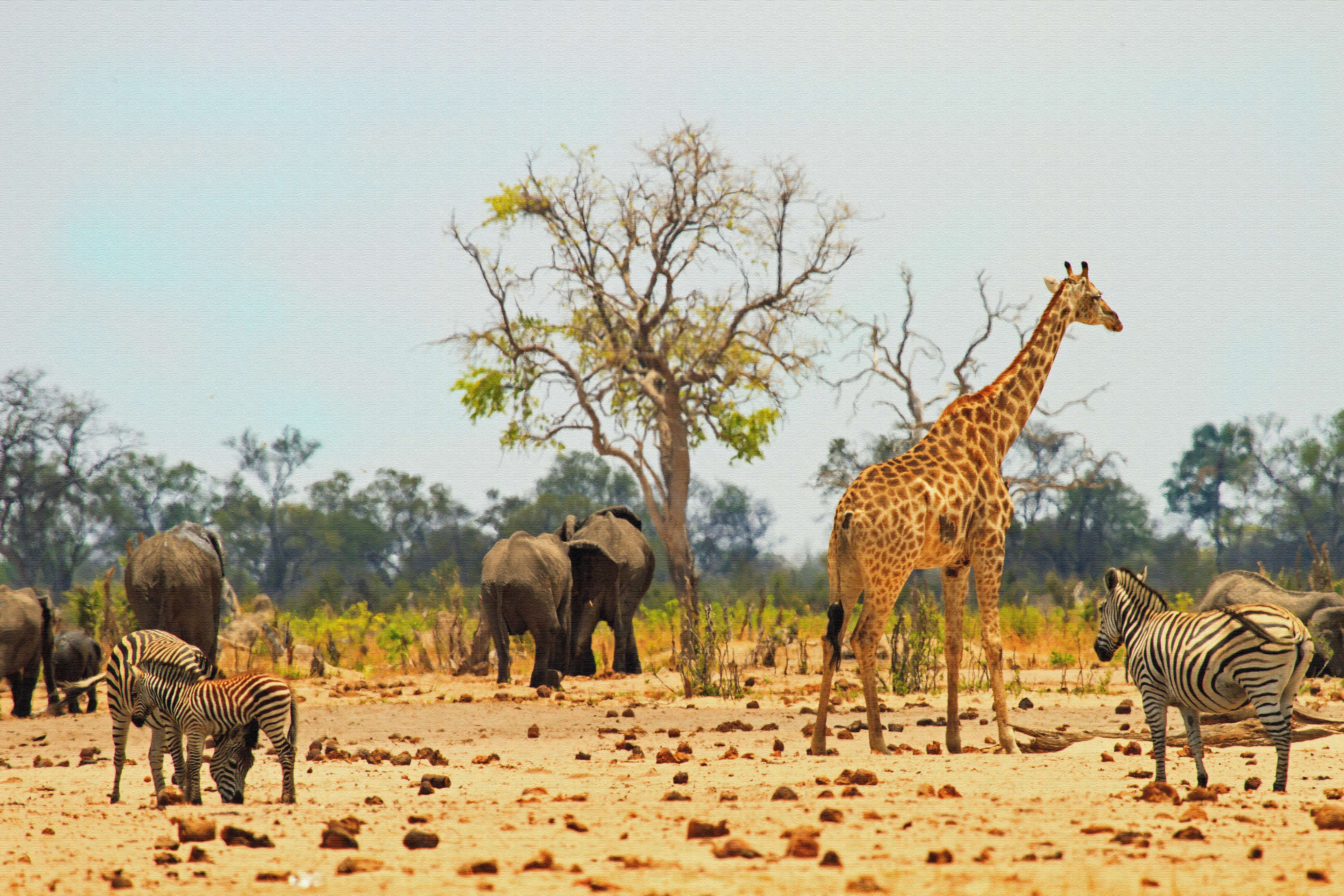 Hwange National Park, Zimbabwe