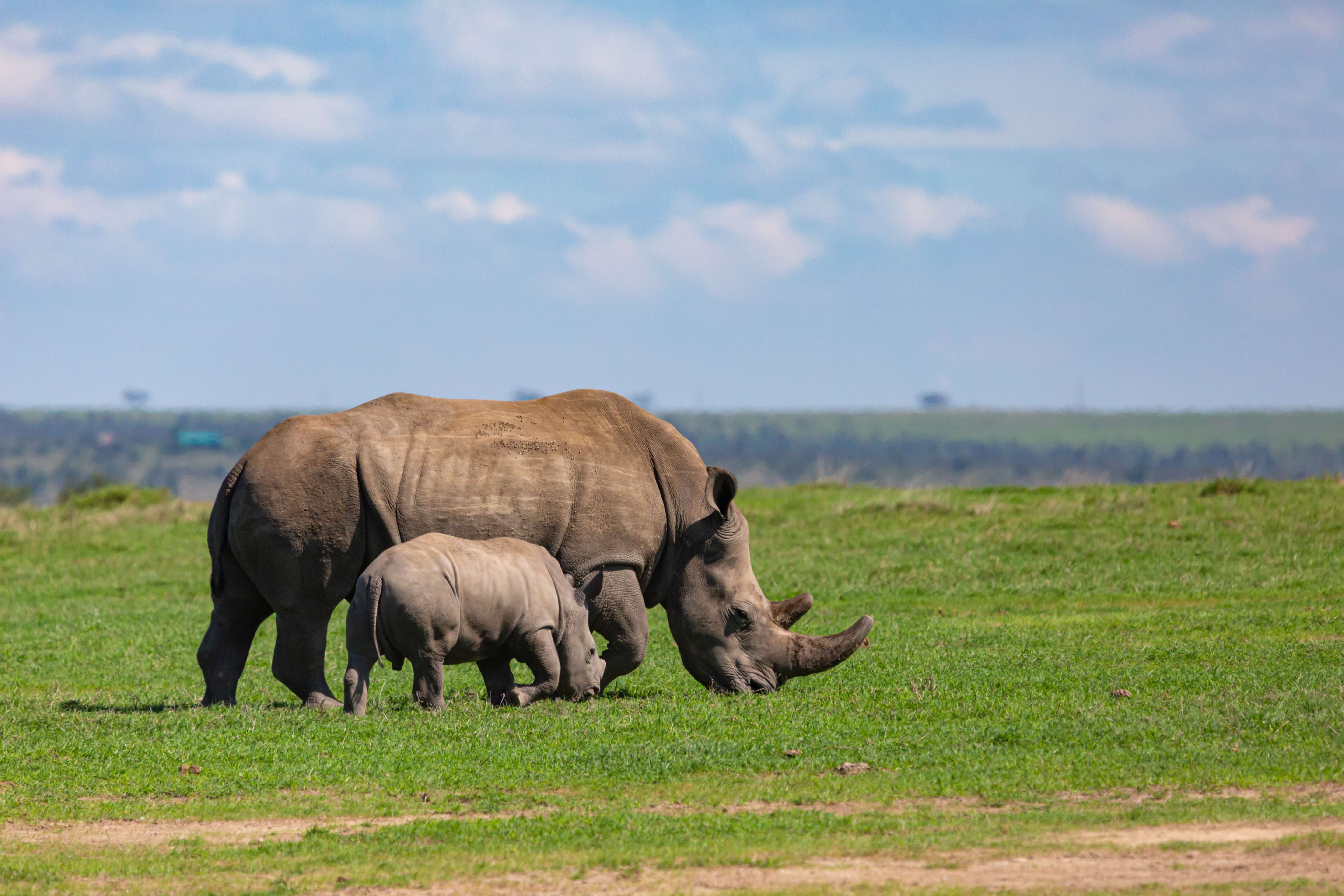 Laikipia Plateau, Kenya