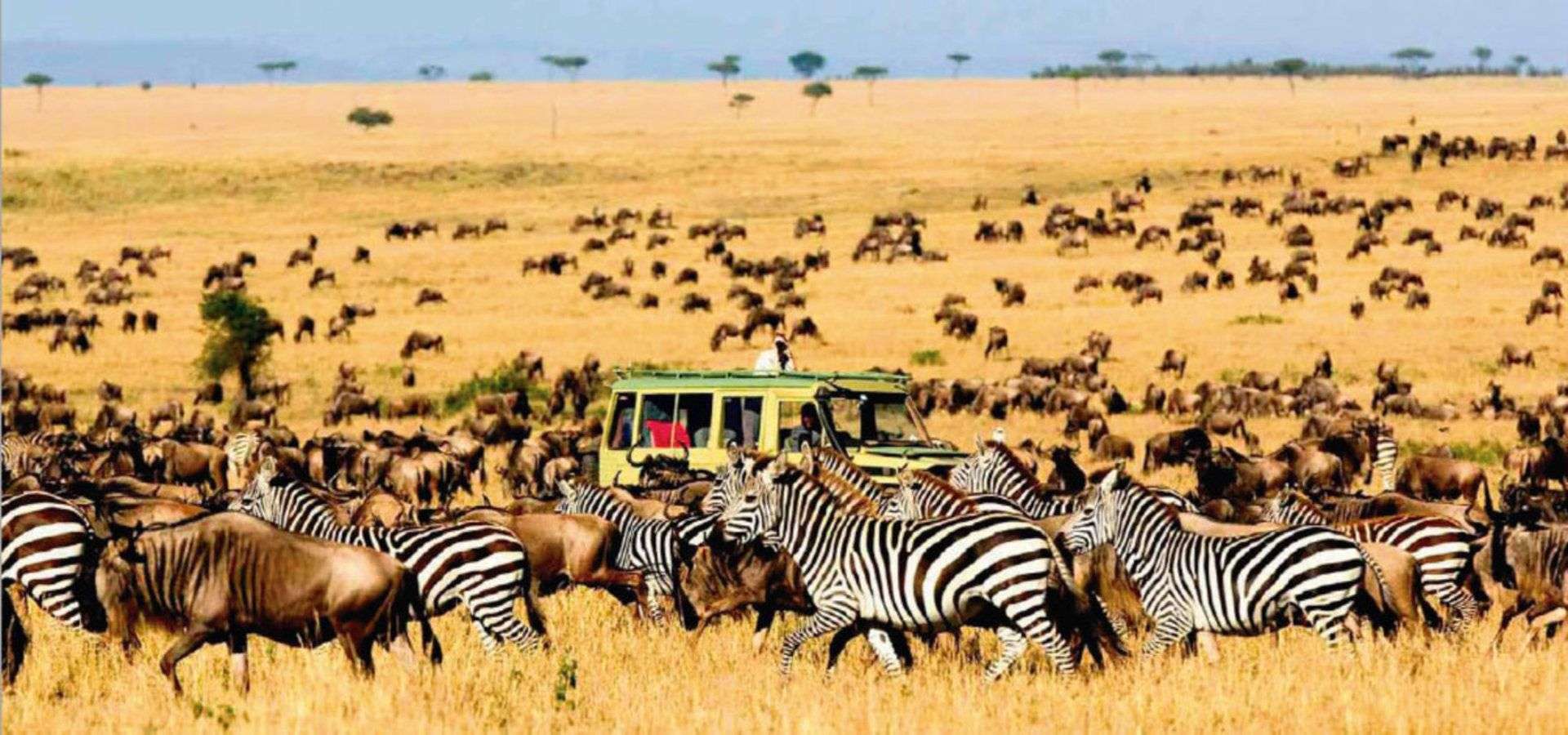 The Ultimate Migration Safari