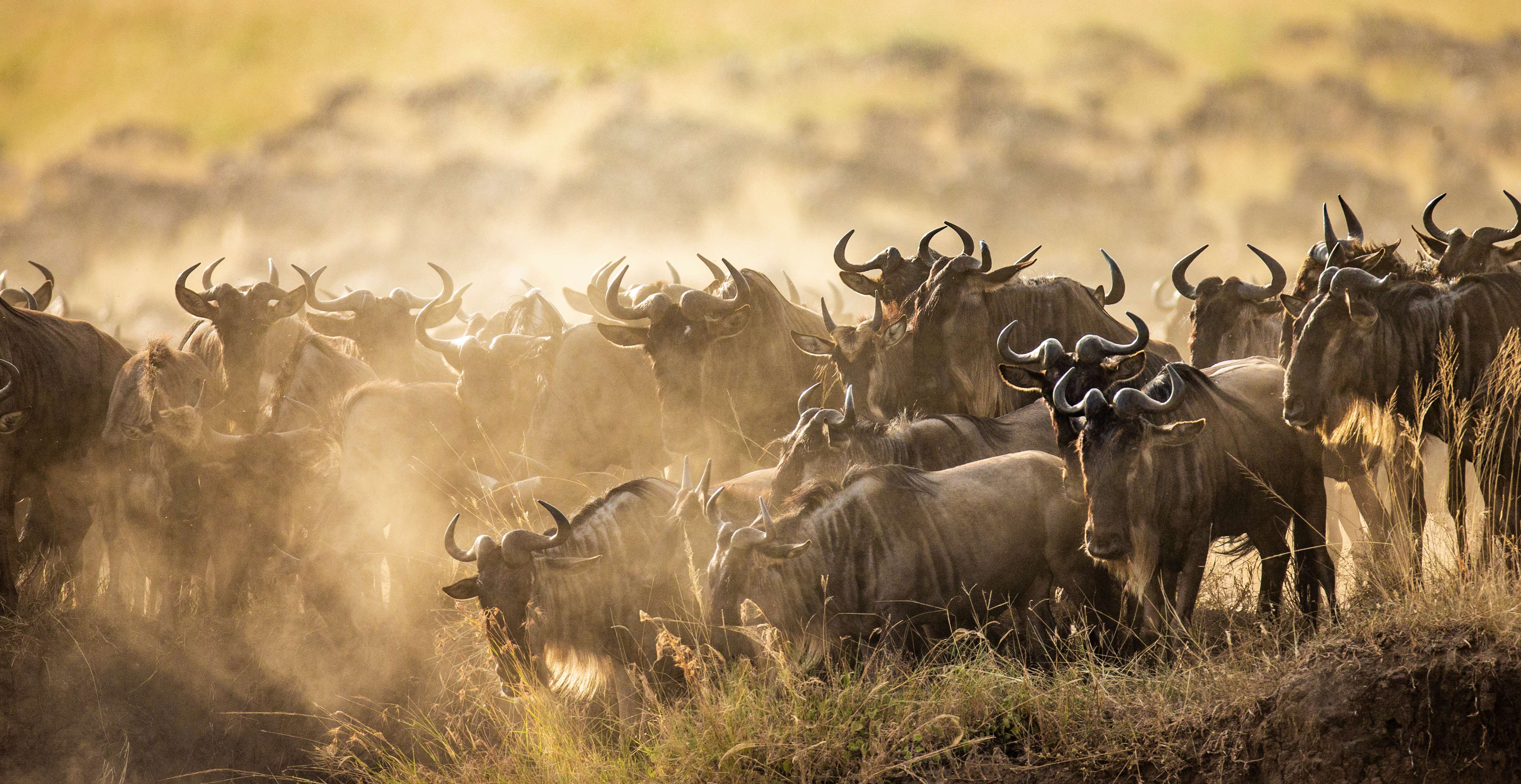 The Journey of Wildebeest