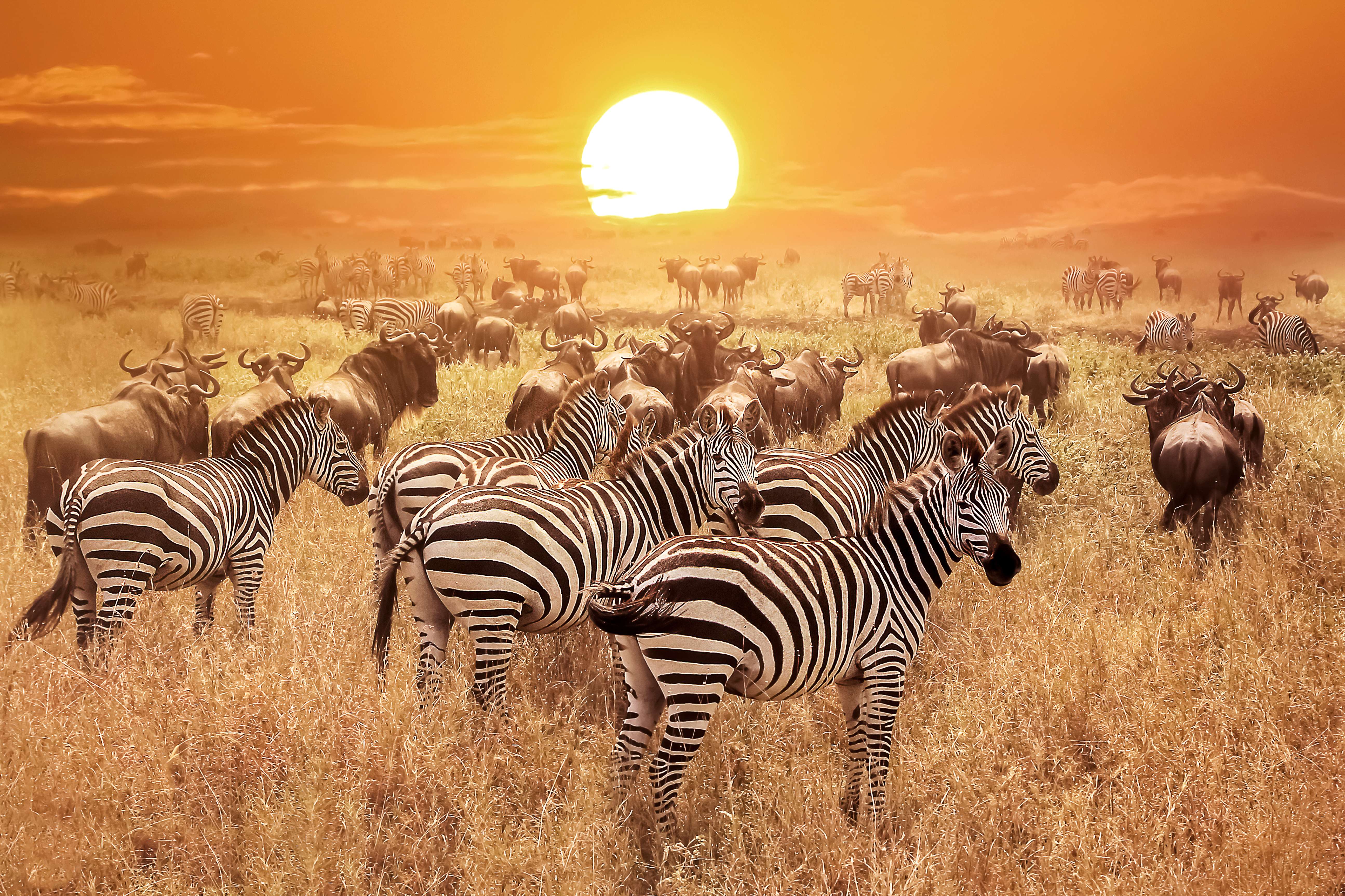 How to Reach Serengeti National Park?