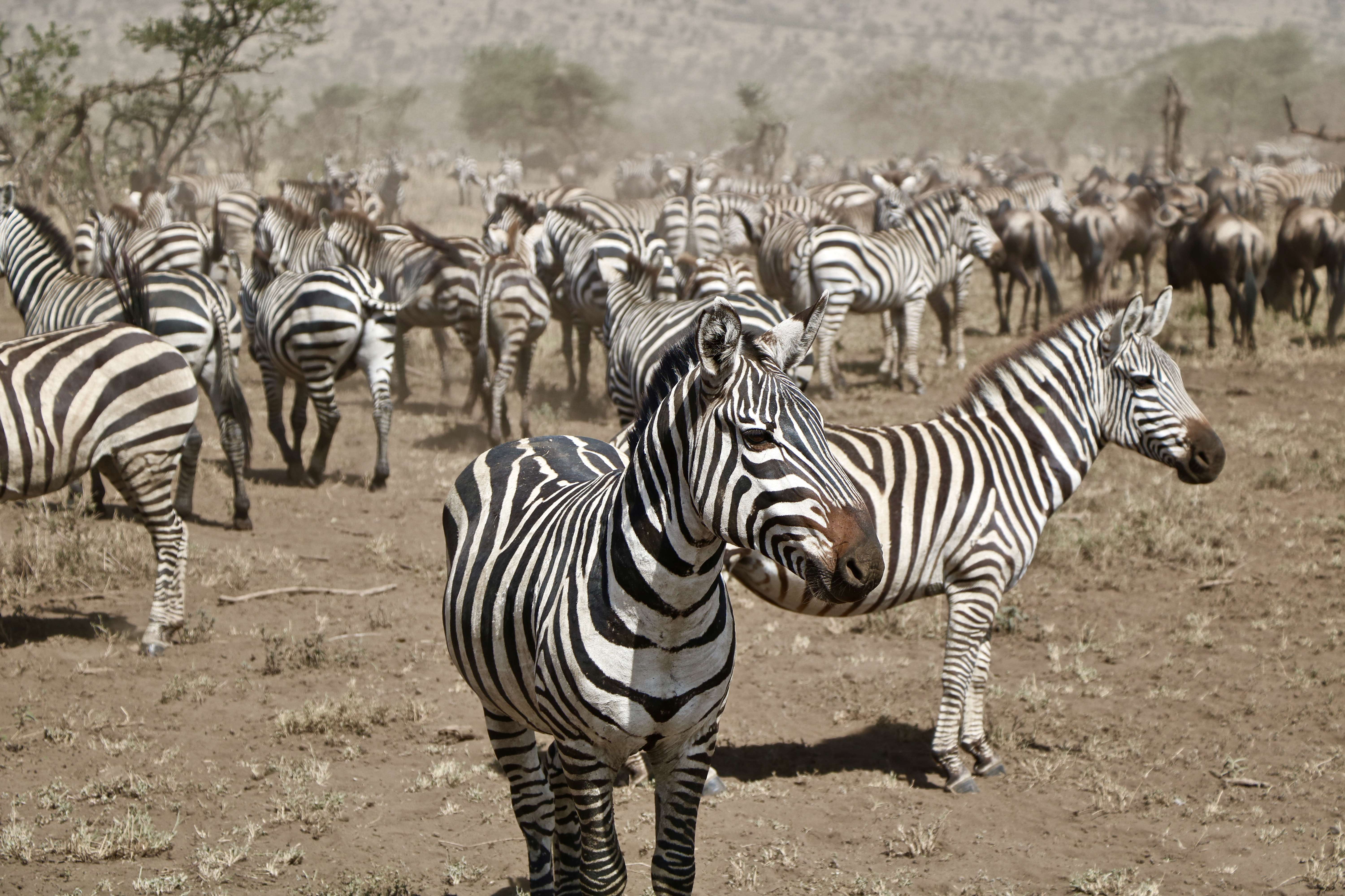 Witness the Great Migration