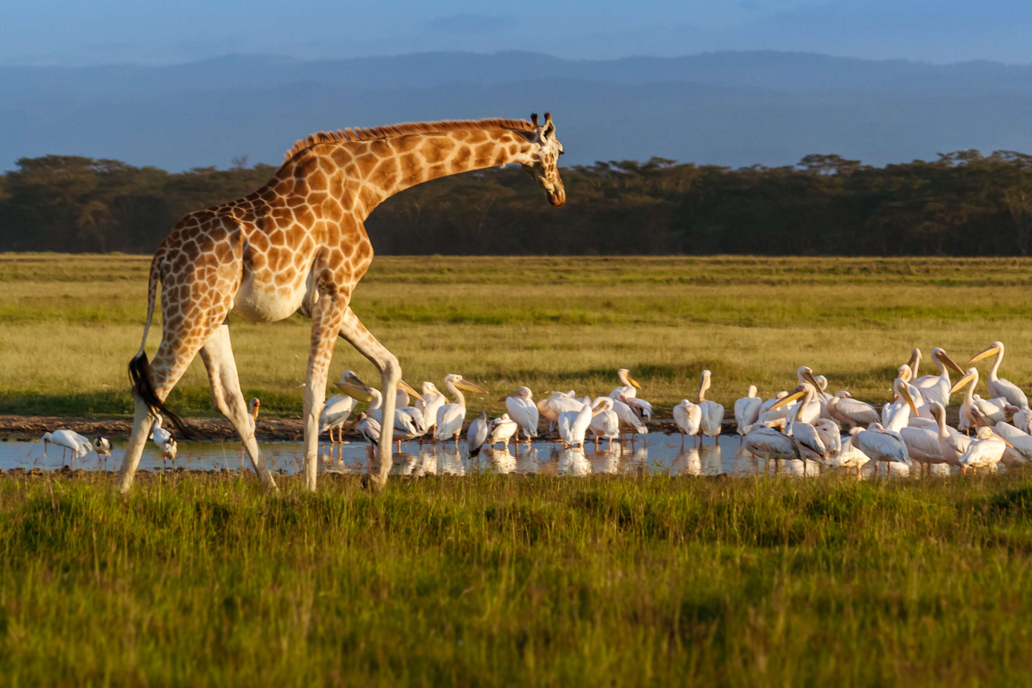 Explore Ngorongoro National Park