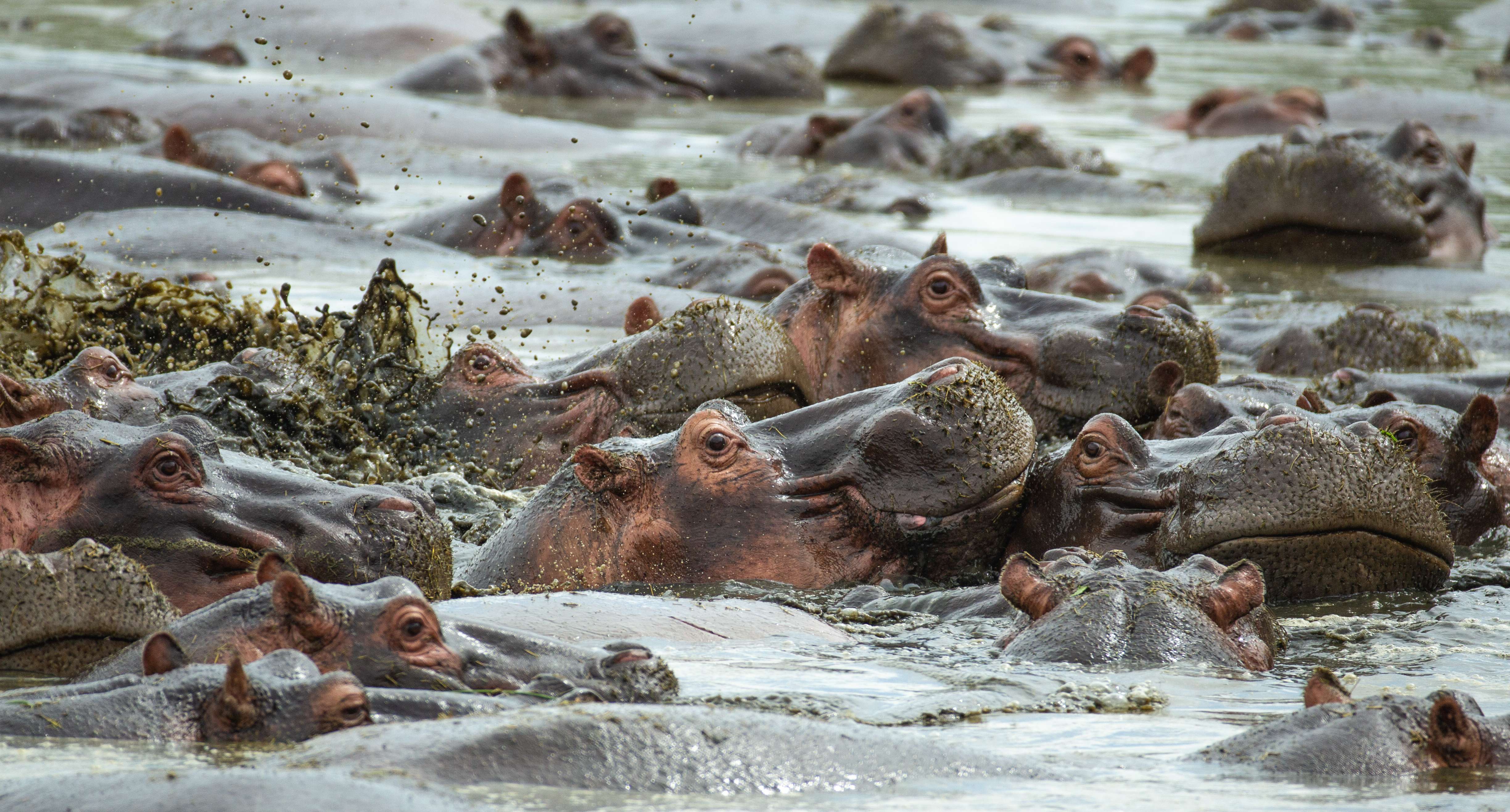 Enjoy at Retina Hippo Pool