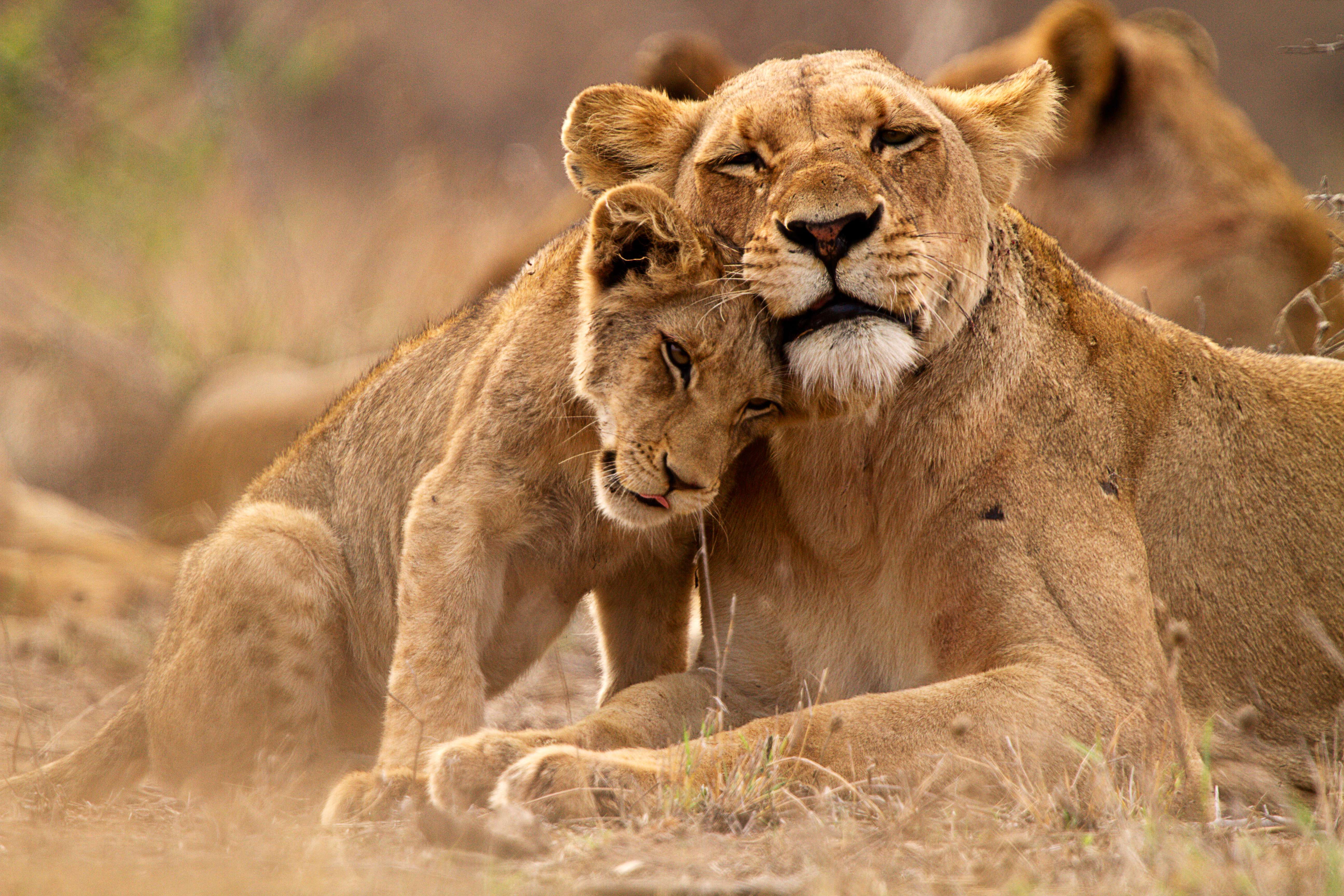 Serengeti National Park Safari Tours, Tanzania: Upto 50% Off