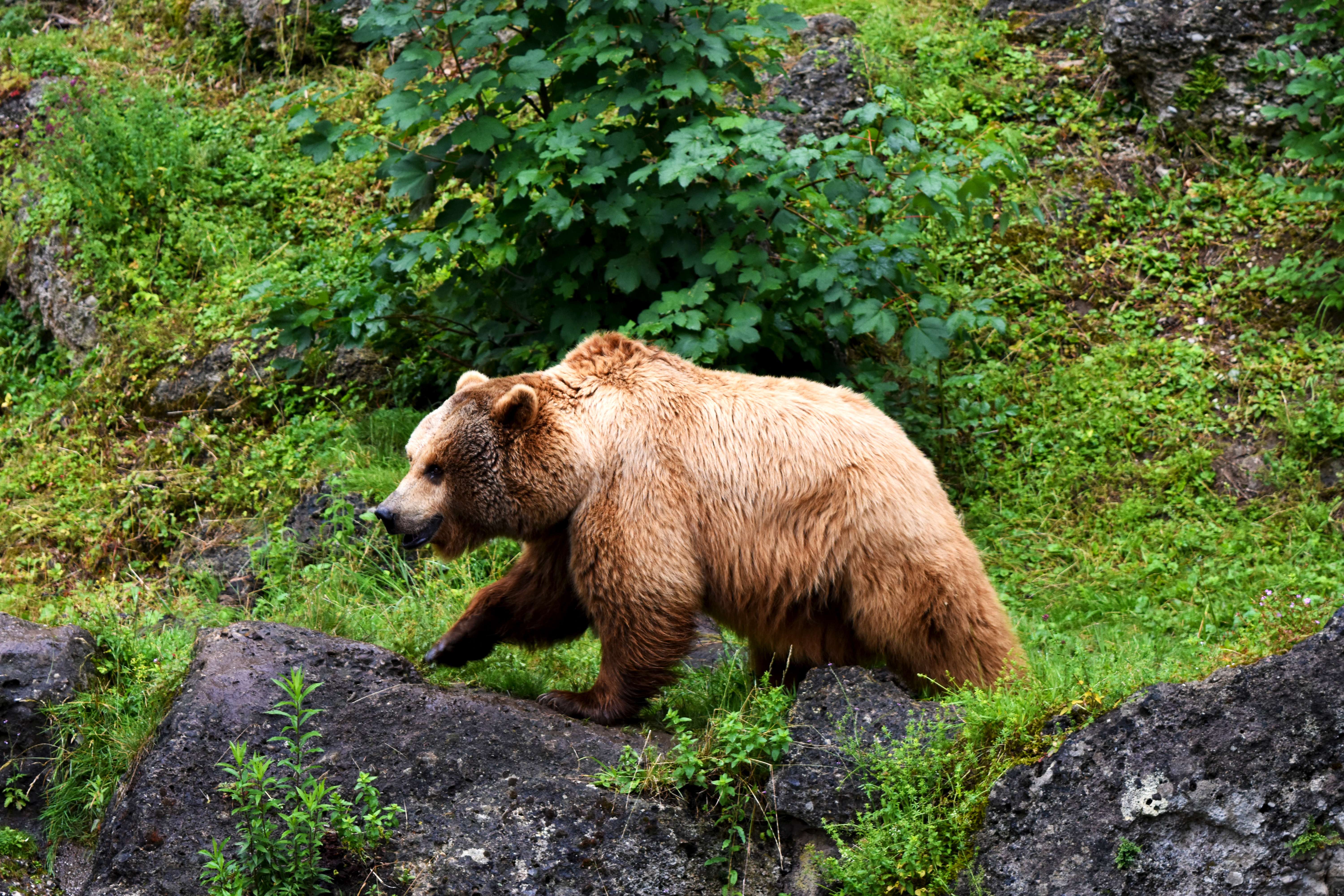 Salzburg Zoo