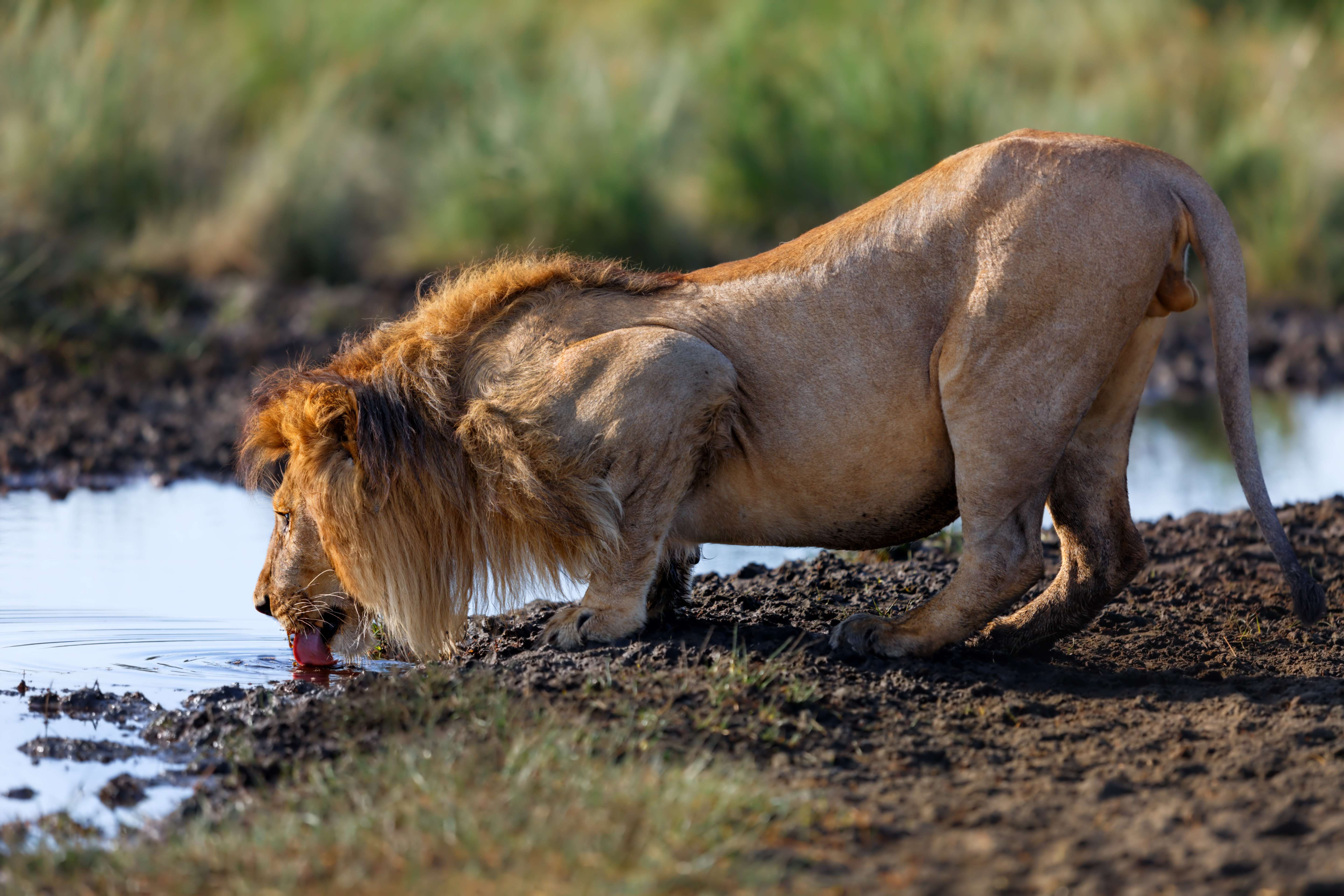 Ngorongoro Conservation Area