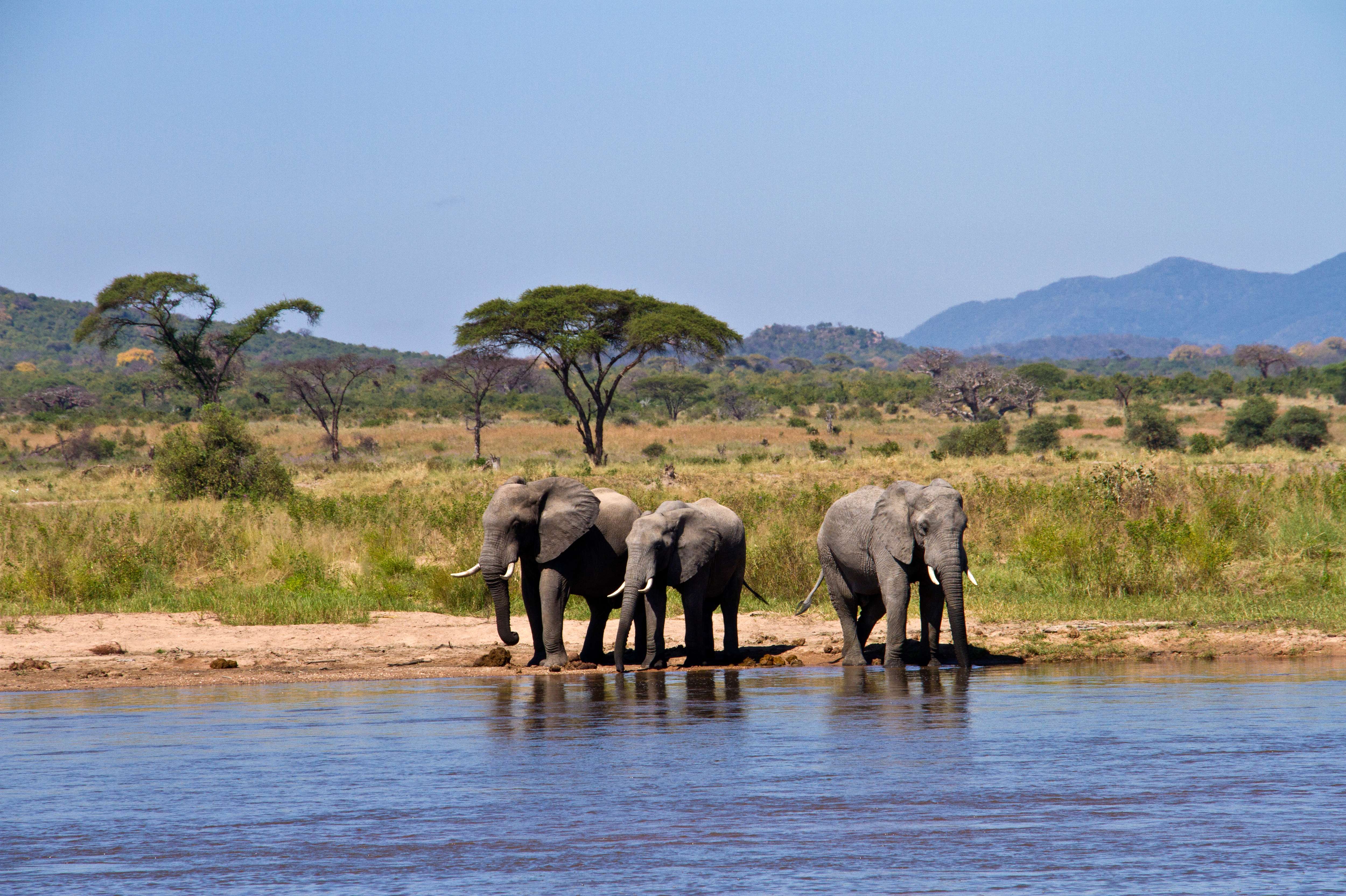 Ruaha National Park