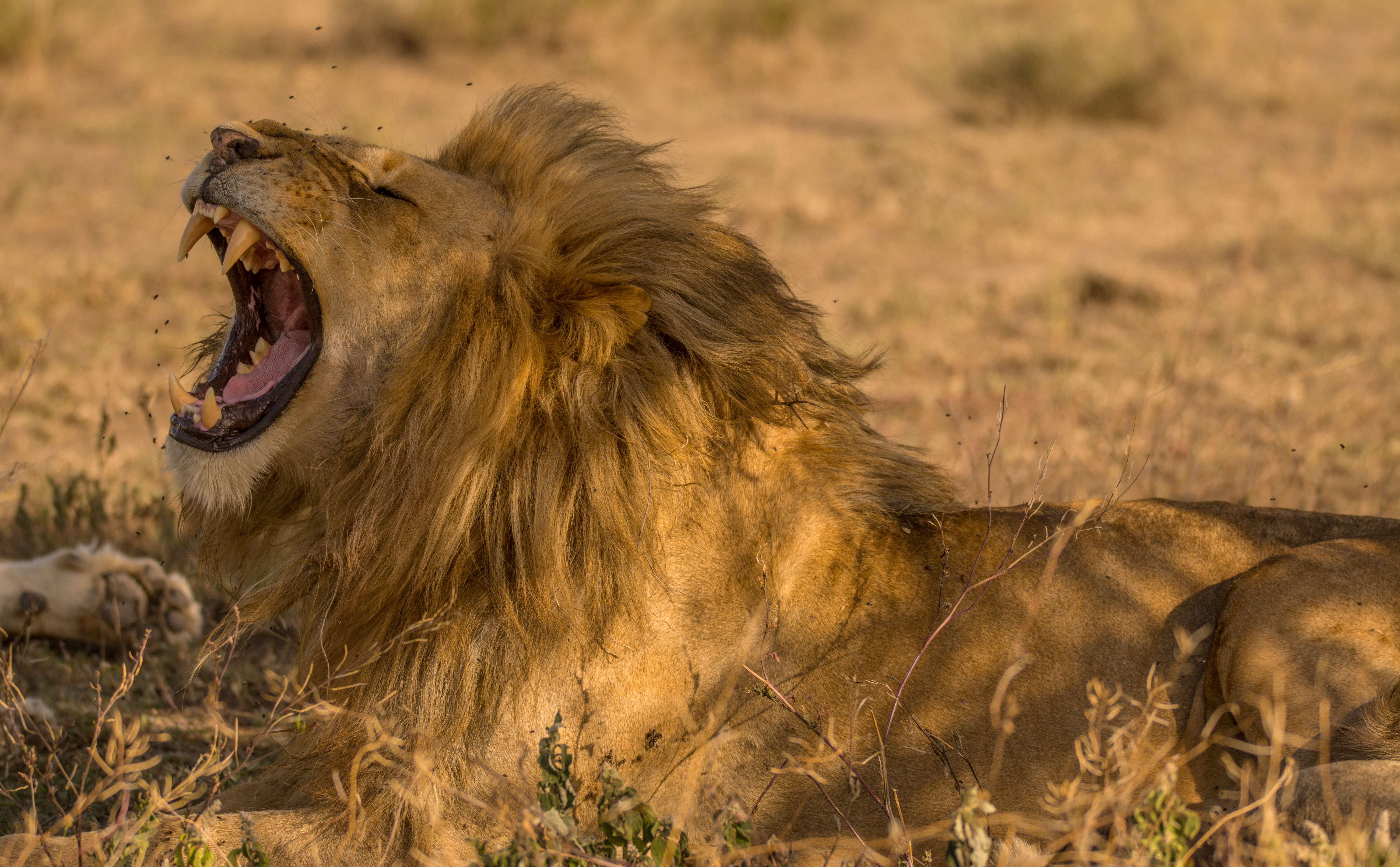 Katavi National Park