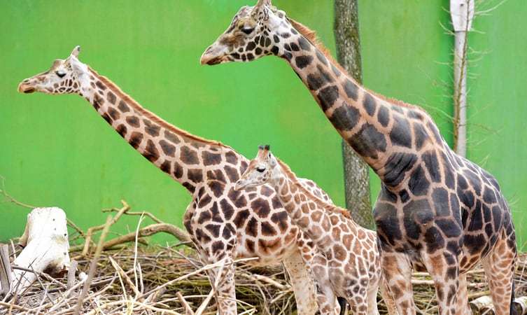Watch Animals At Schmiding Zoo