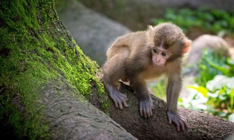 Watch Monkeys At Affenberg Landskron Monkey Park