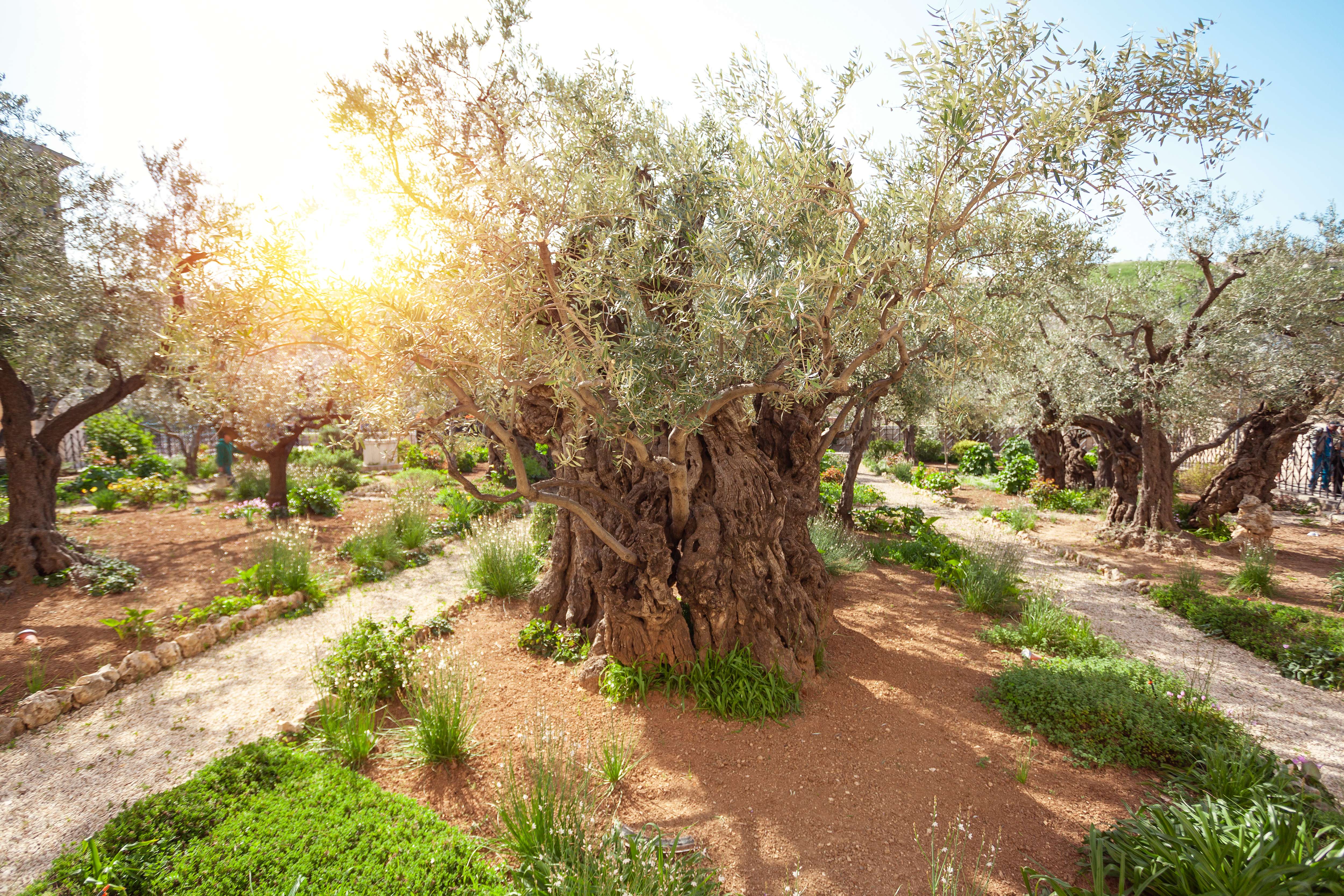 Gethsemane Site
