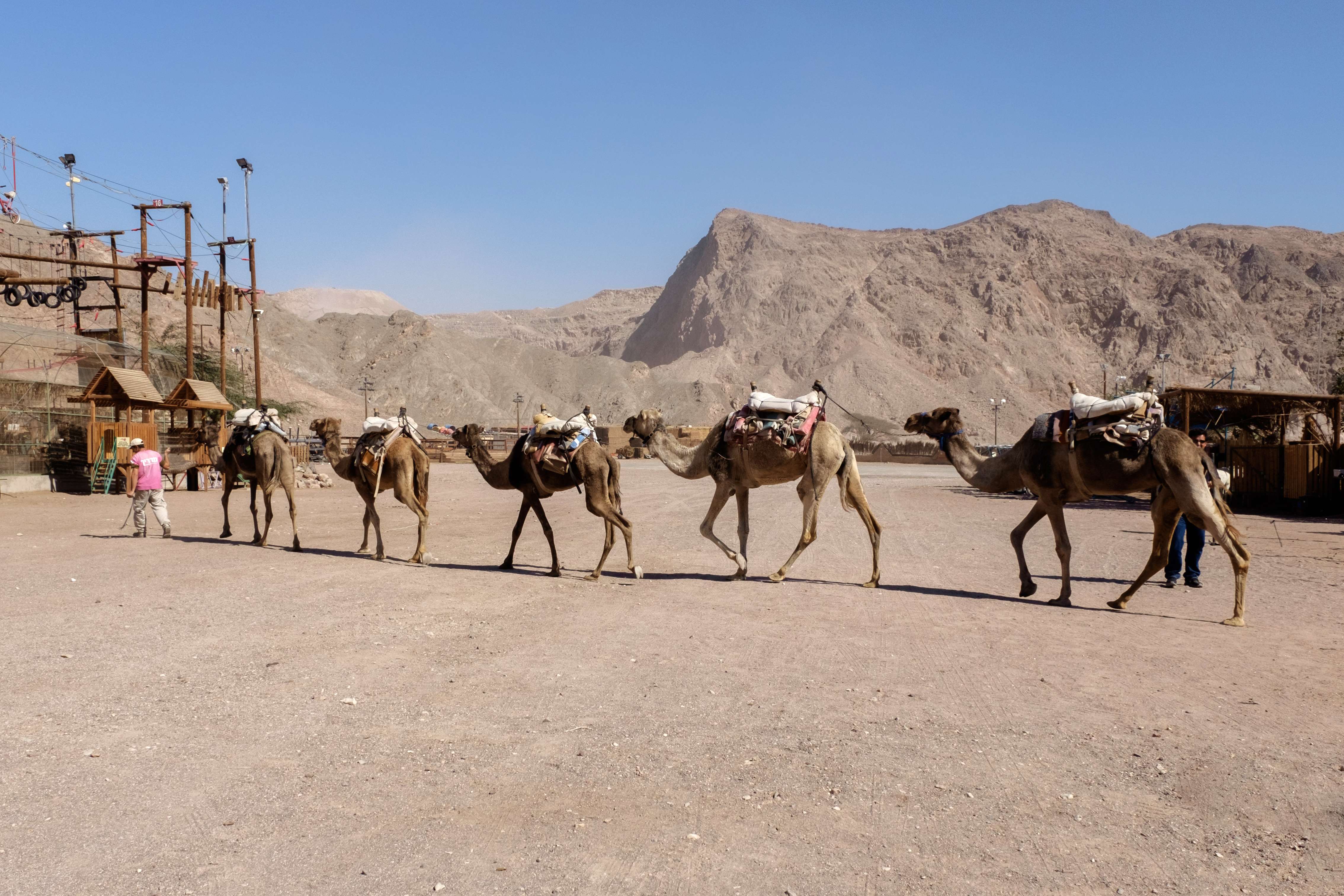 Camel Ranch Eilat