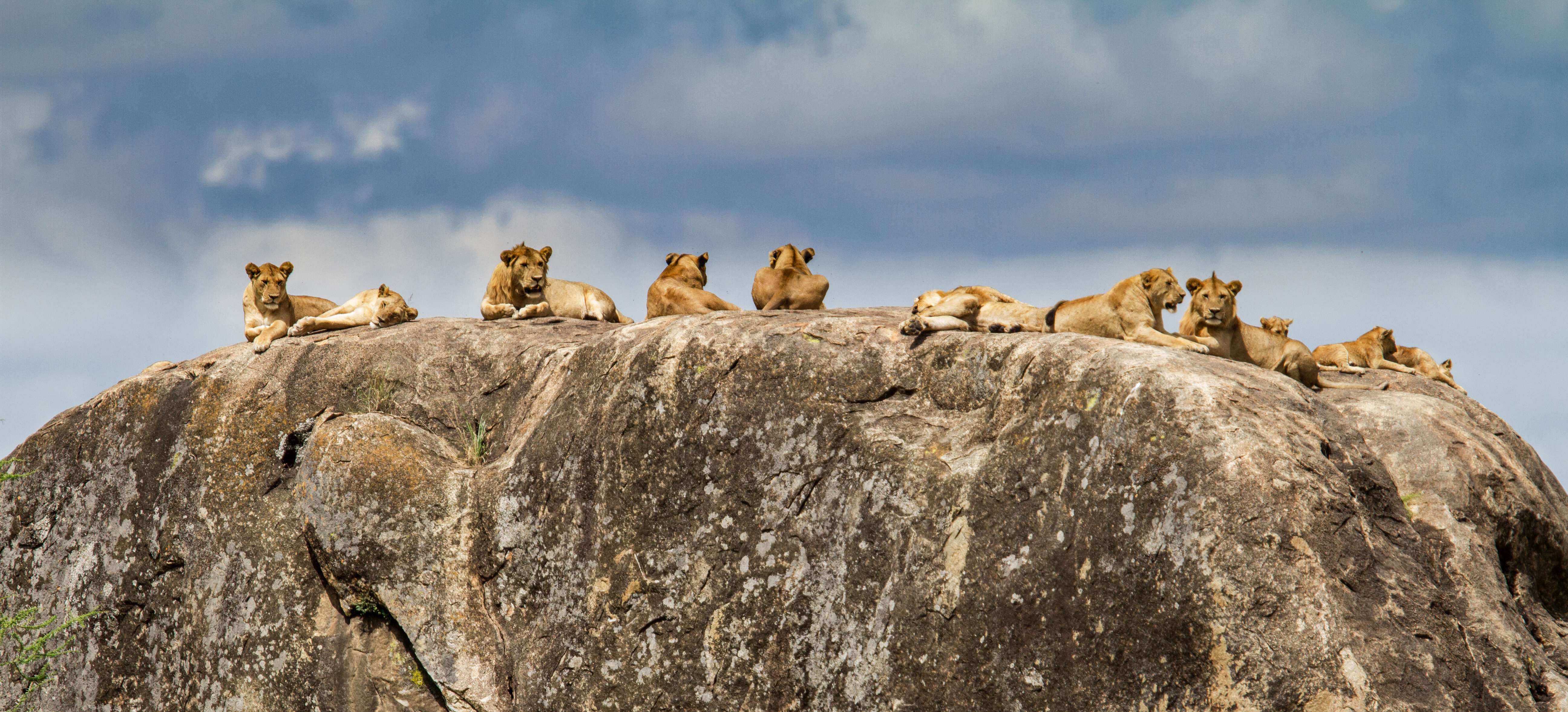 5 Days Tanzania Safari to Serengeti and Ngorongoro Crater