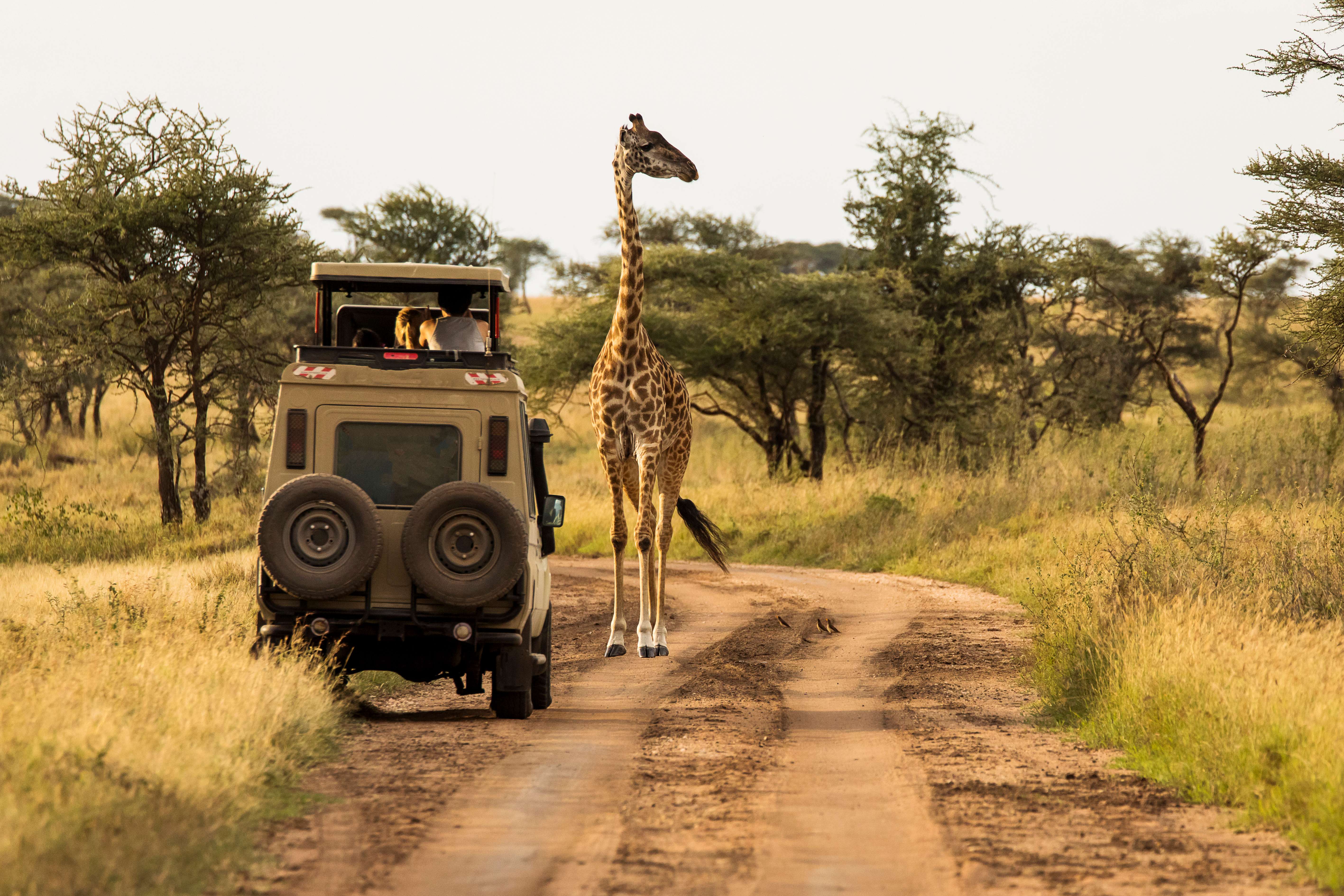 4D/3N Tanzania Budget Camping Safari To Serengeti And Ngorongoro
