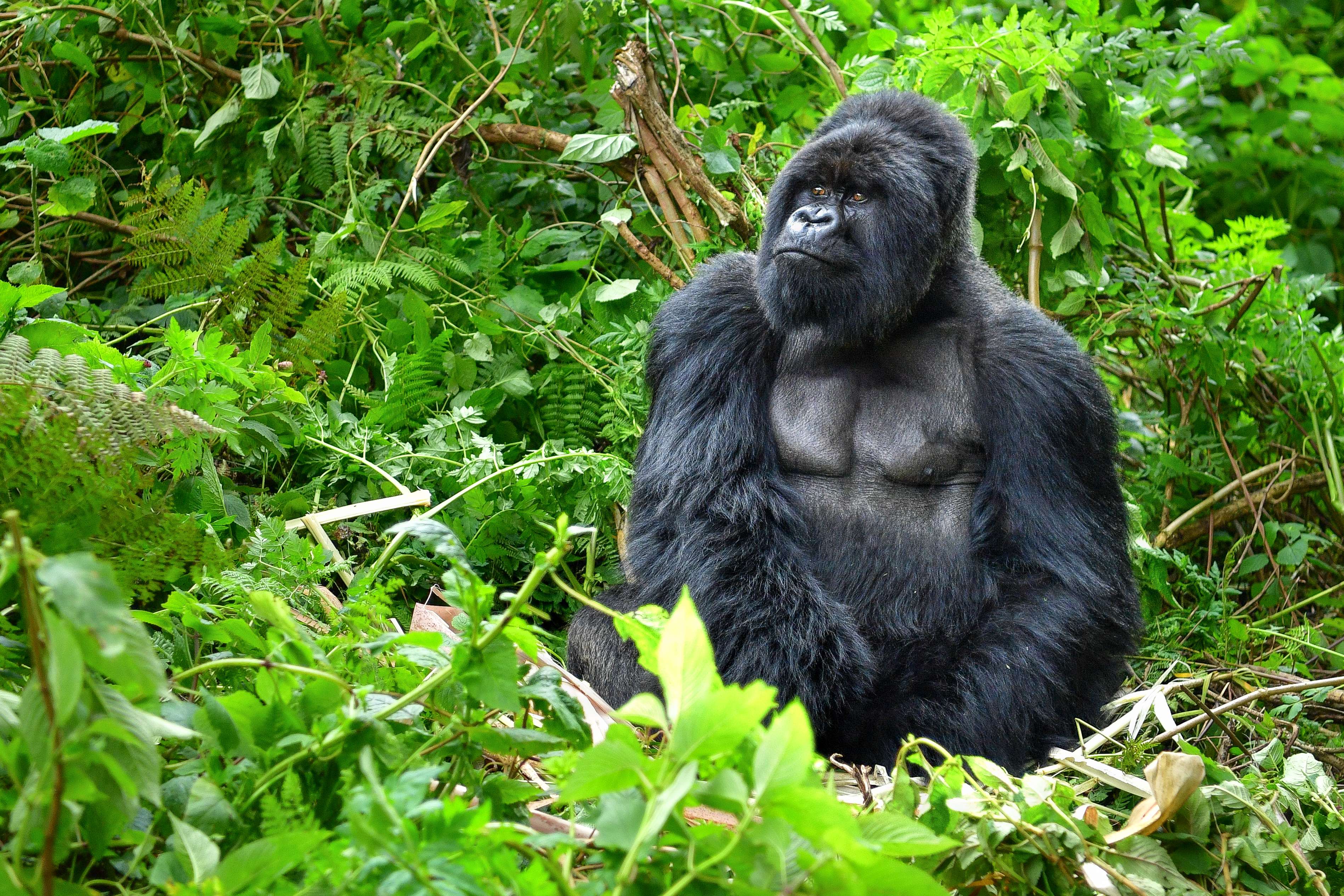 Gorillas and Primates