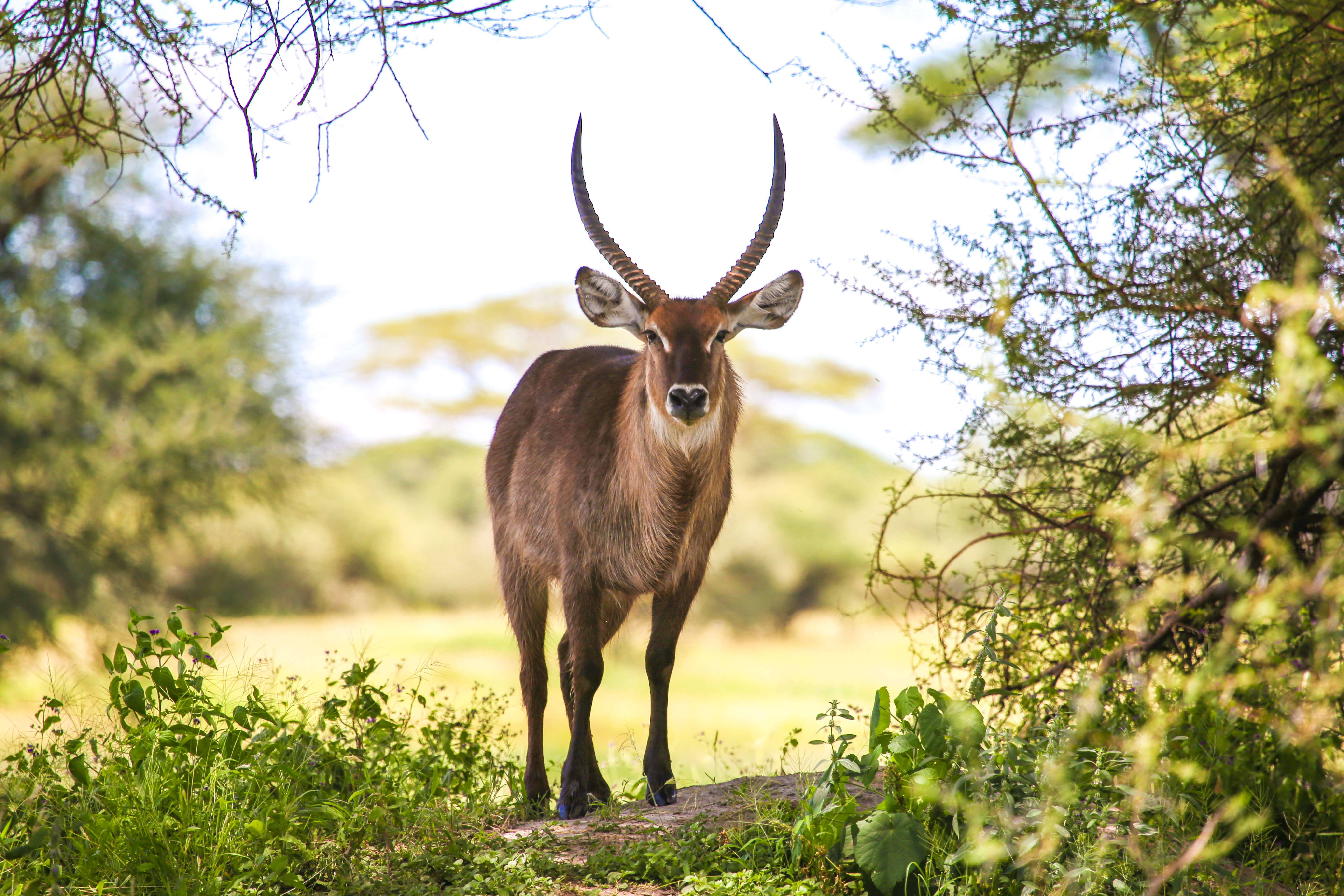Arusha National Park