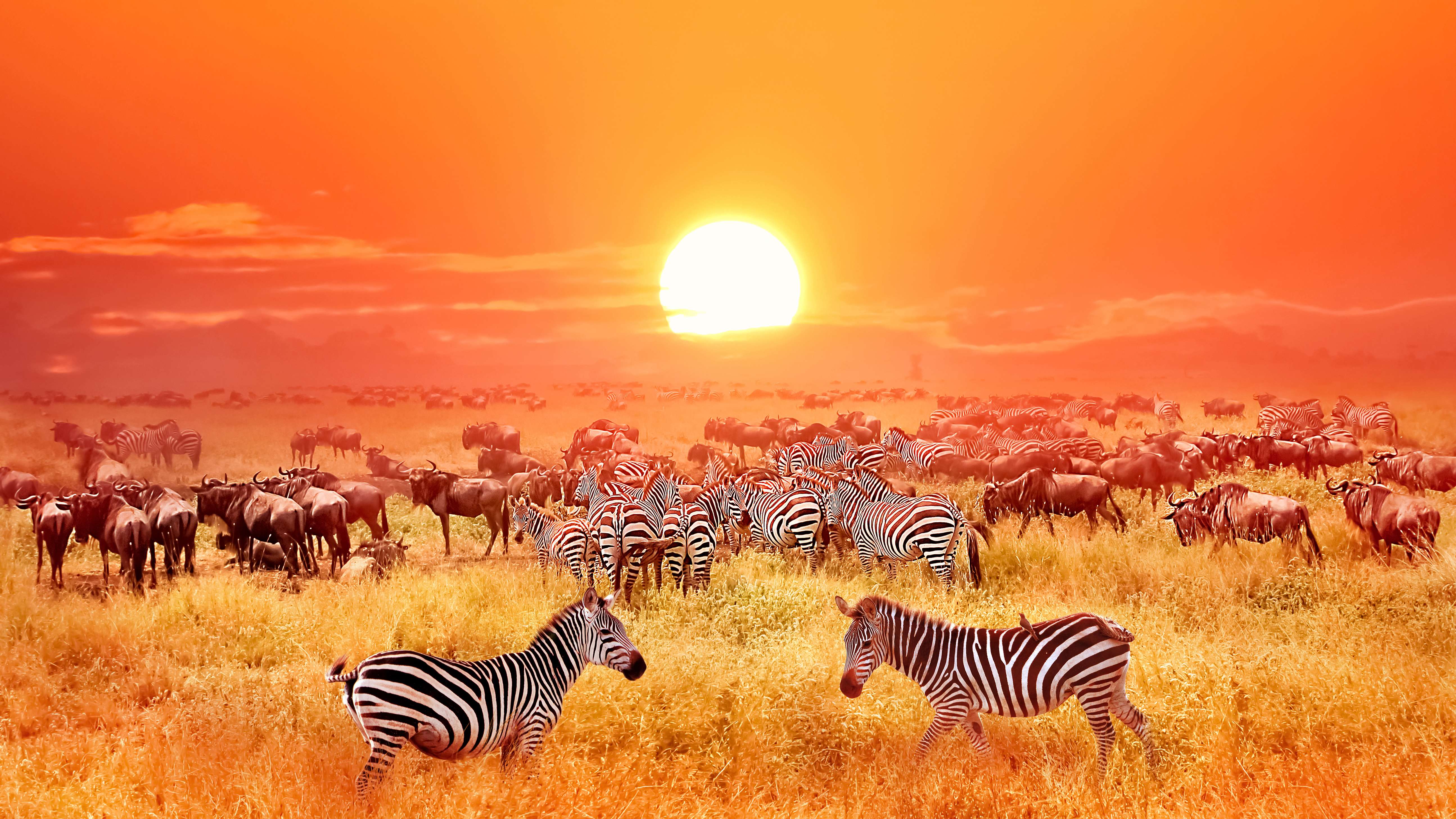 Tanzania Safari Packages | Get 35% Off On Tanzania Wildlife Safari