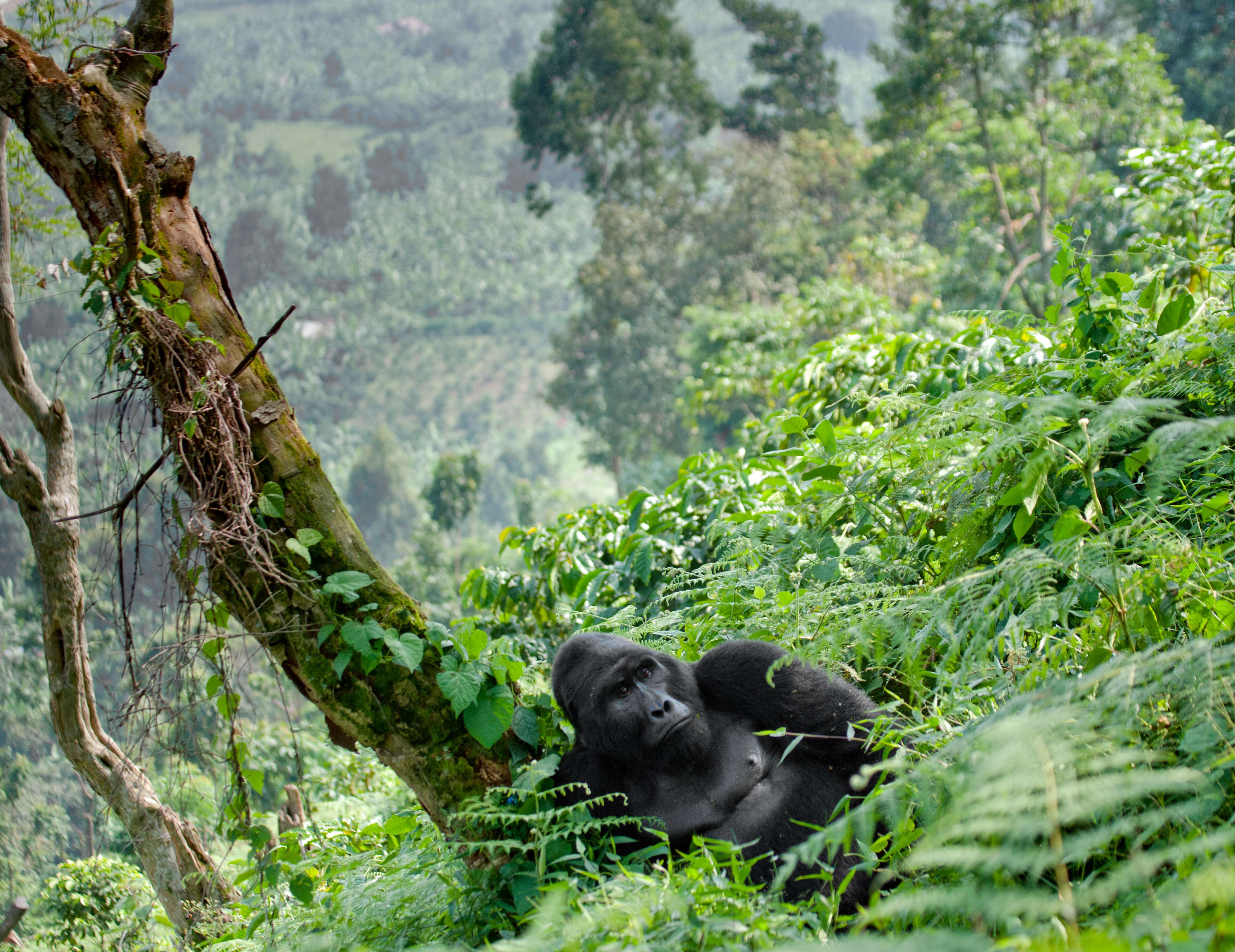 Best Time for Gorilla Trekking in Uganda