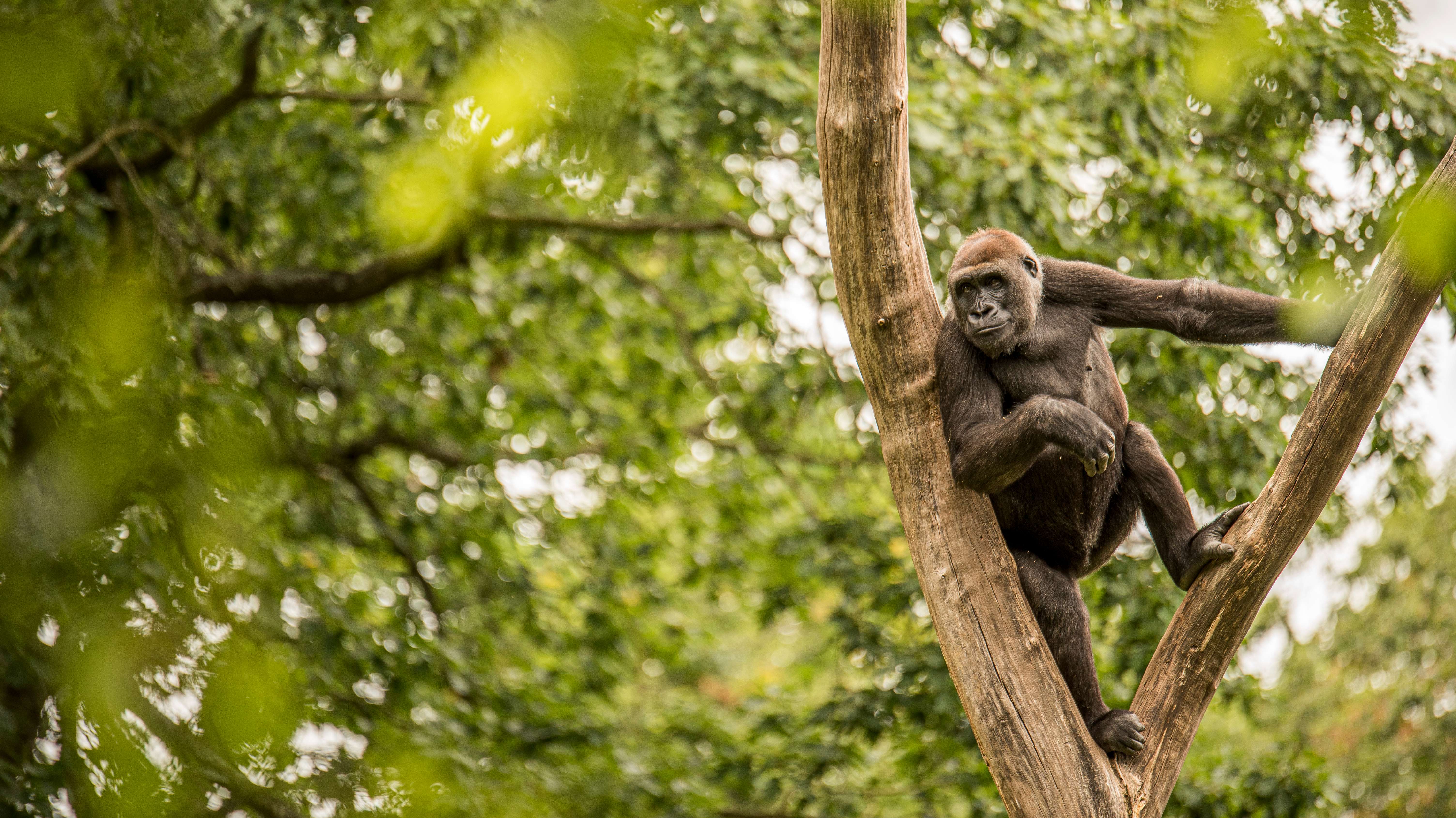 Gorilla Trekking in Uganda: Upto 35% Off on Uganda Gorilla Safari