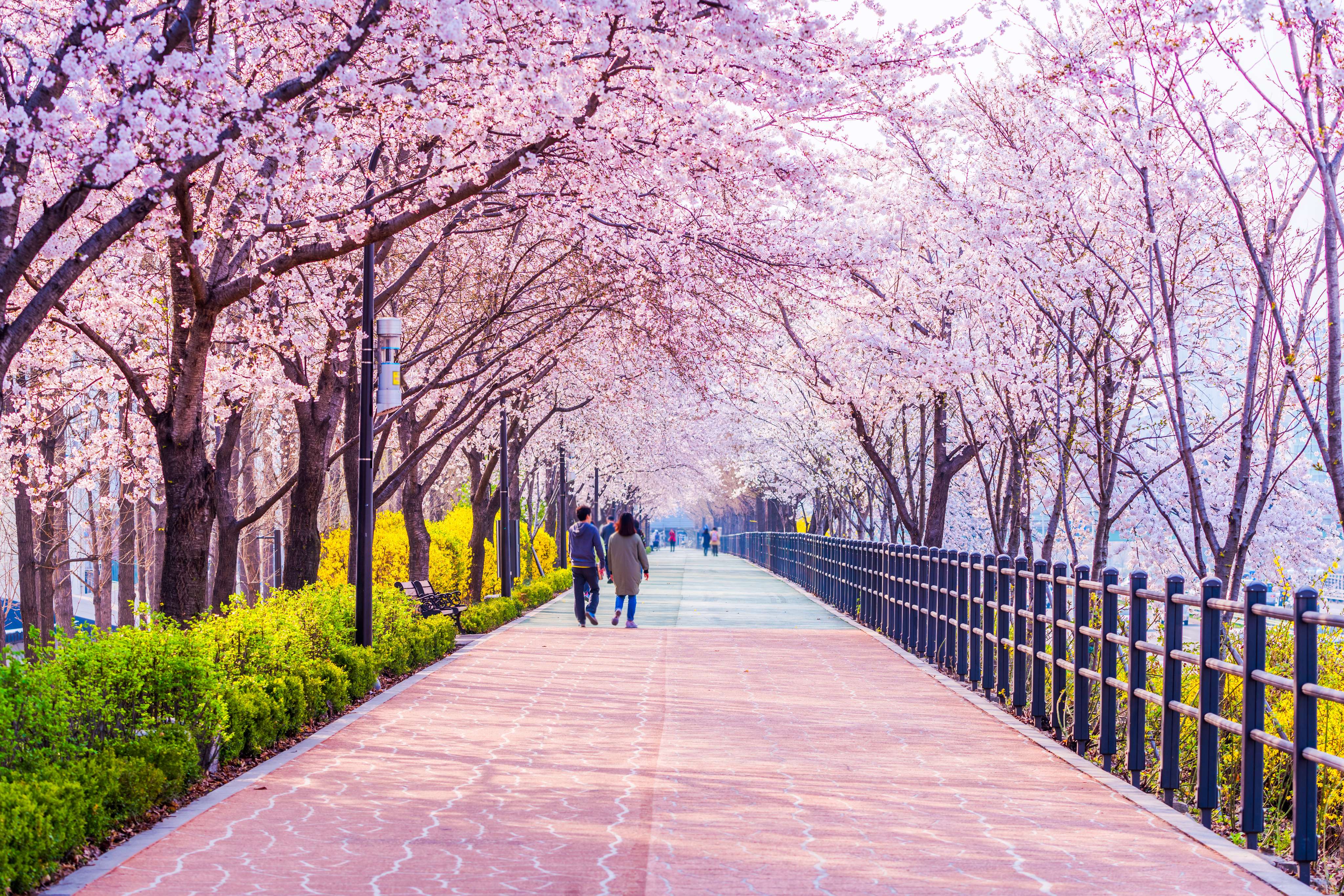 Cherry Blossom Festival