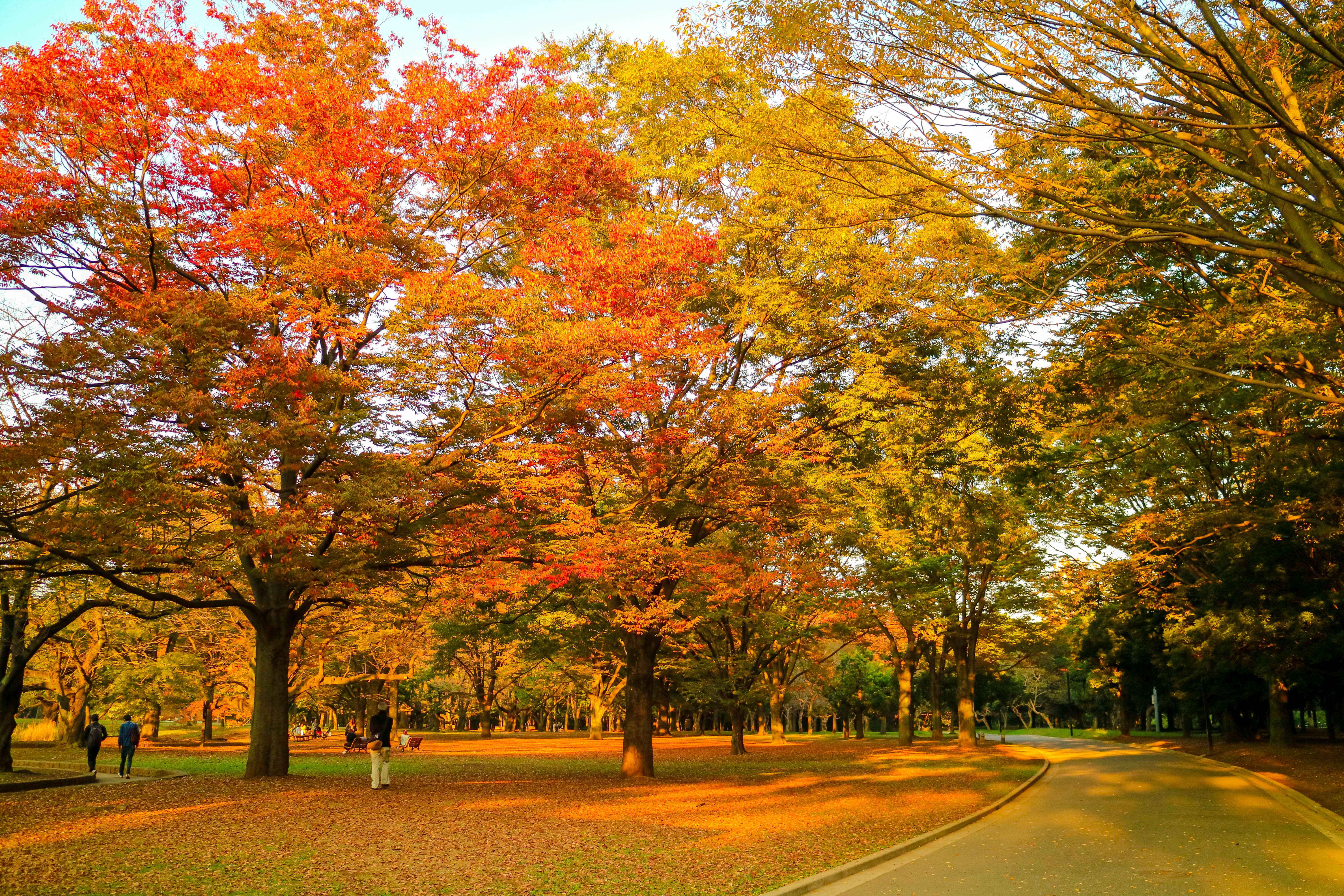 Cycling in Yoyogi Park