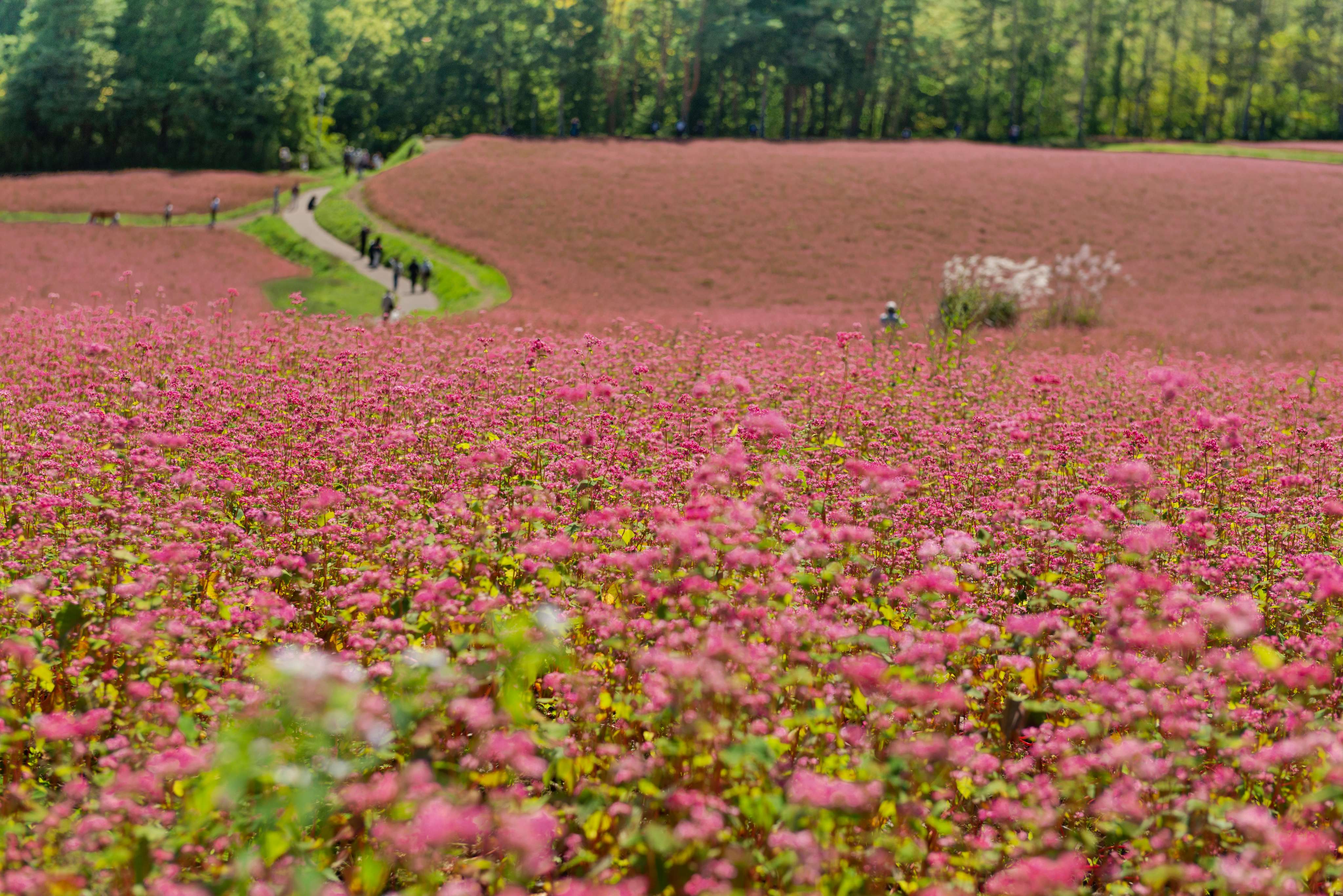 The Real Beauty of Flowers at Akasoba No Sato