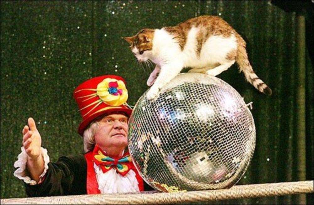 Enjoy a Show at Moscow Cat Theatre