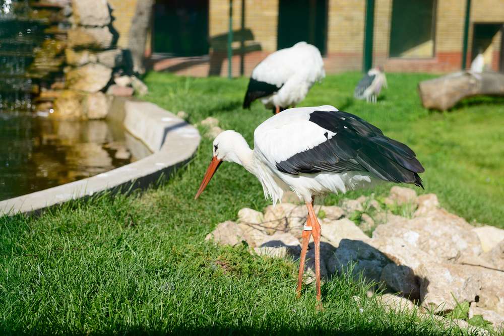 Have Fun With the Kids in the Limpopo Zoo