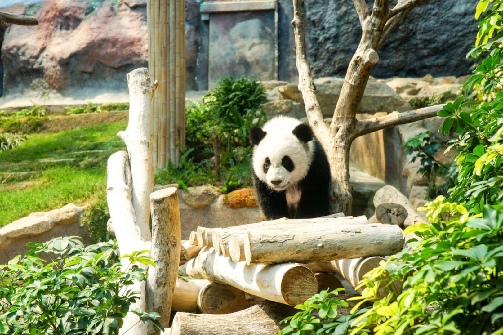 Gaze on Macau Giant Panda Pavilion