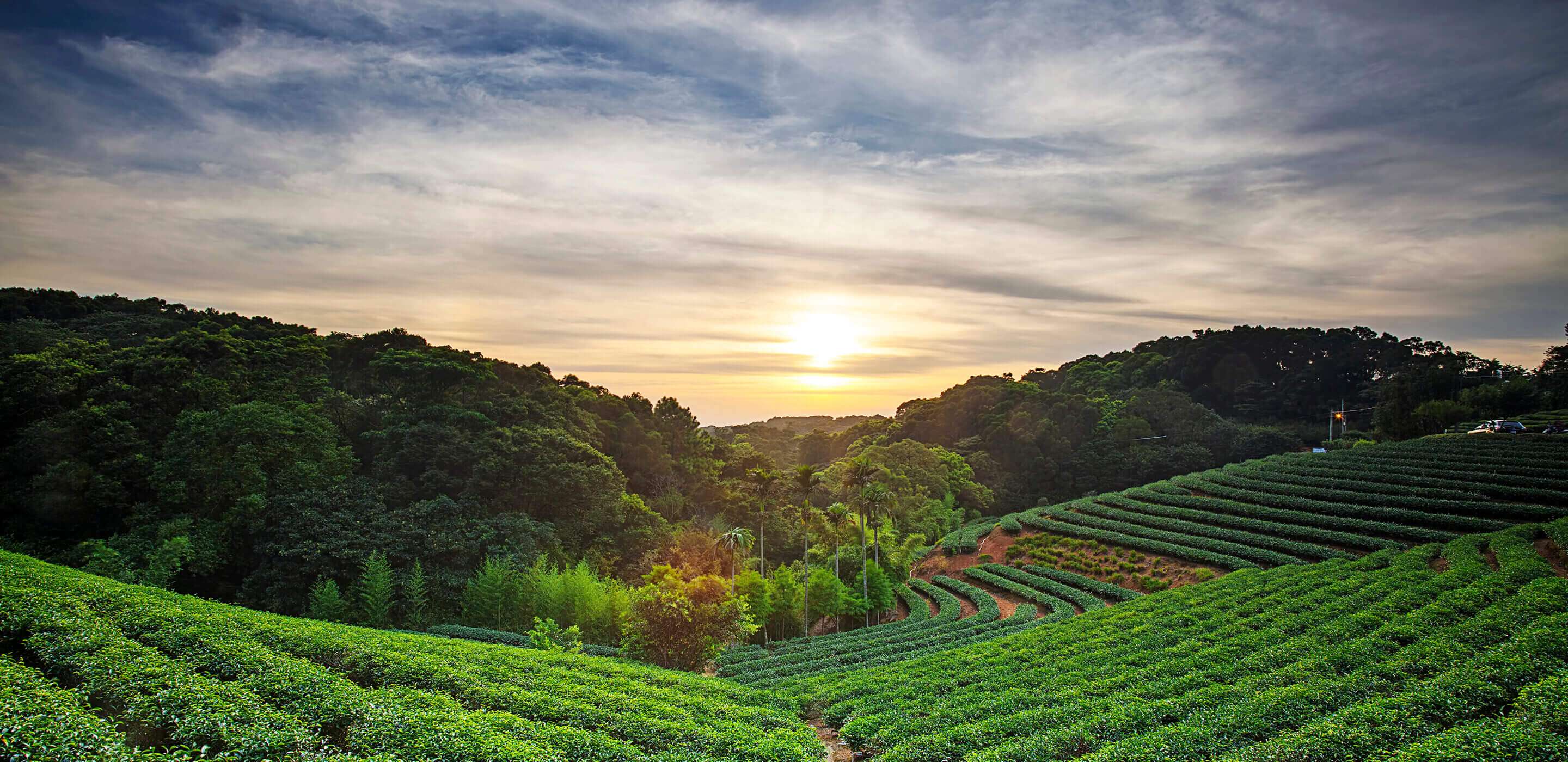 Visit The Extended Taipei Tea Plantations