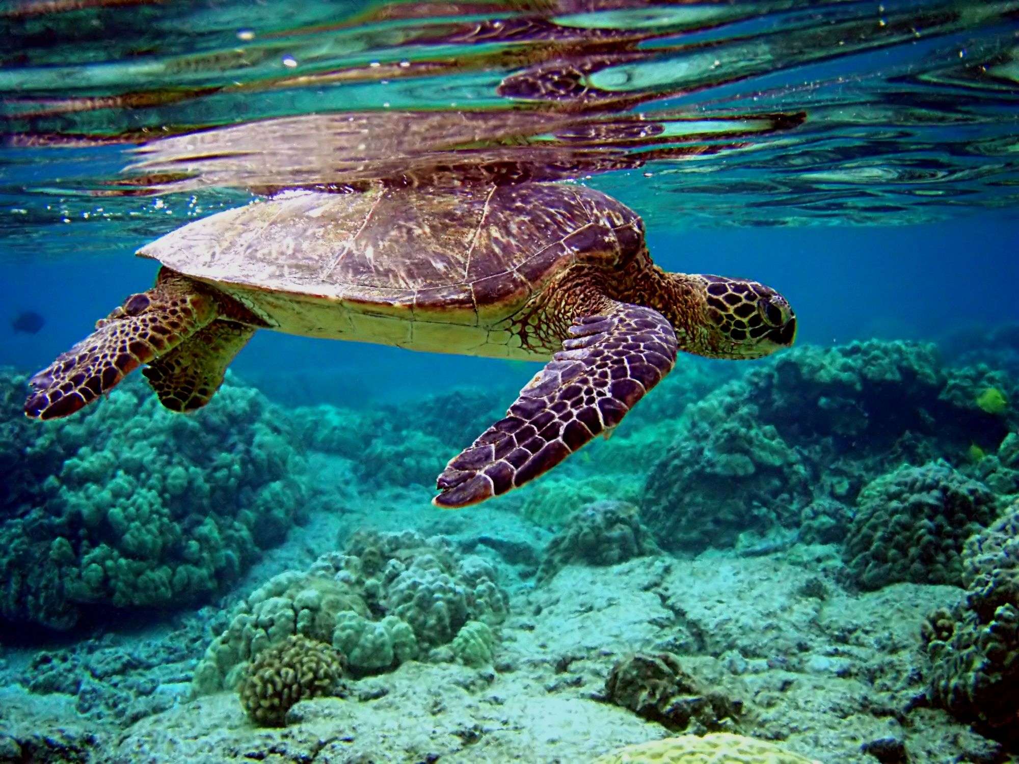 See Some Green Sea Turtles While Snorkeling in Xiaoliuqiu