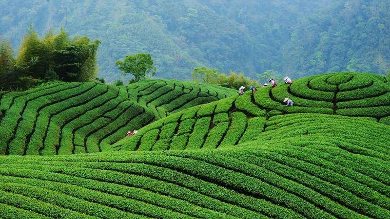 See the Tea Plantations