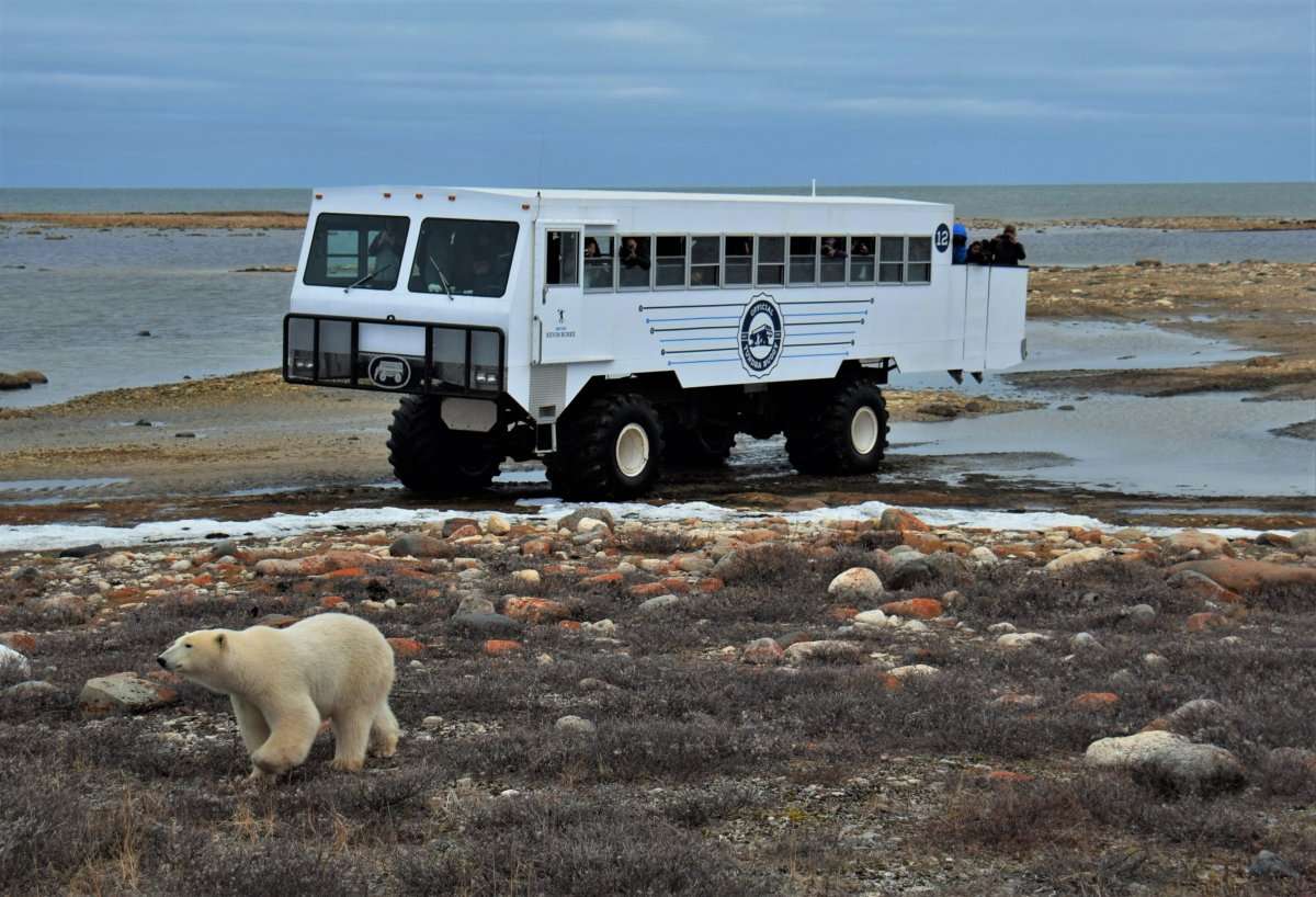 Go On A Polar Bear Safari Near Churchill