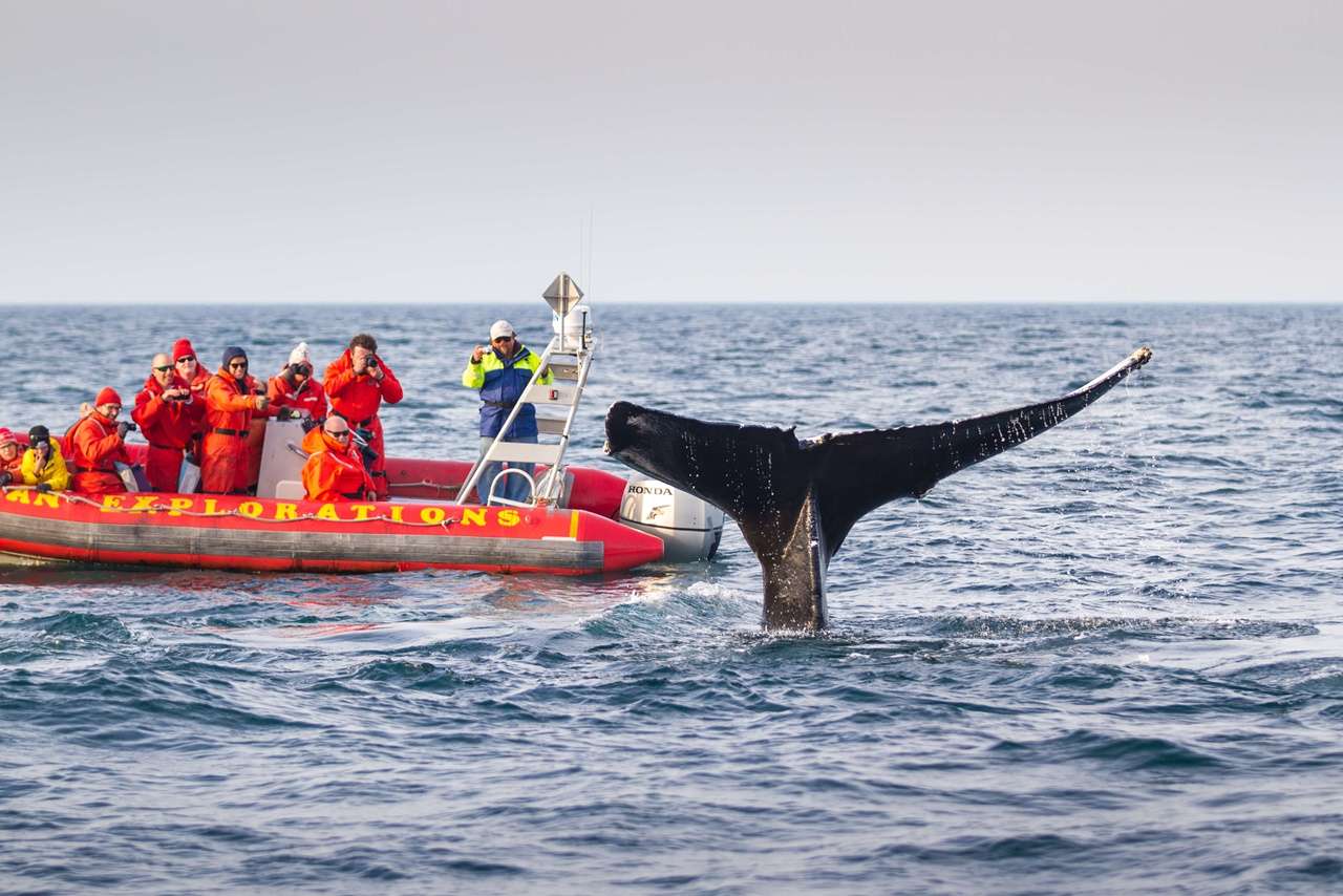 Whale Watching In The Bay Of Fundy