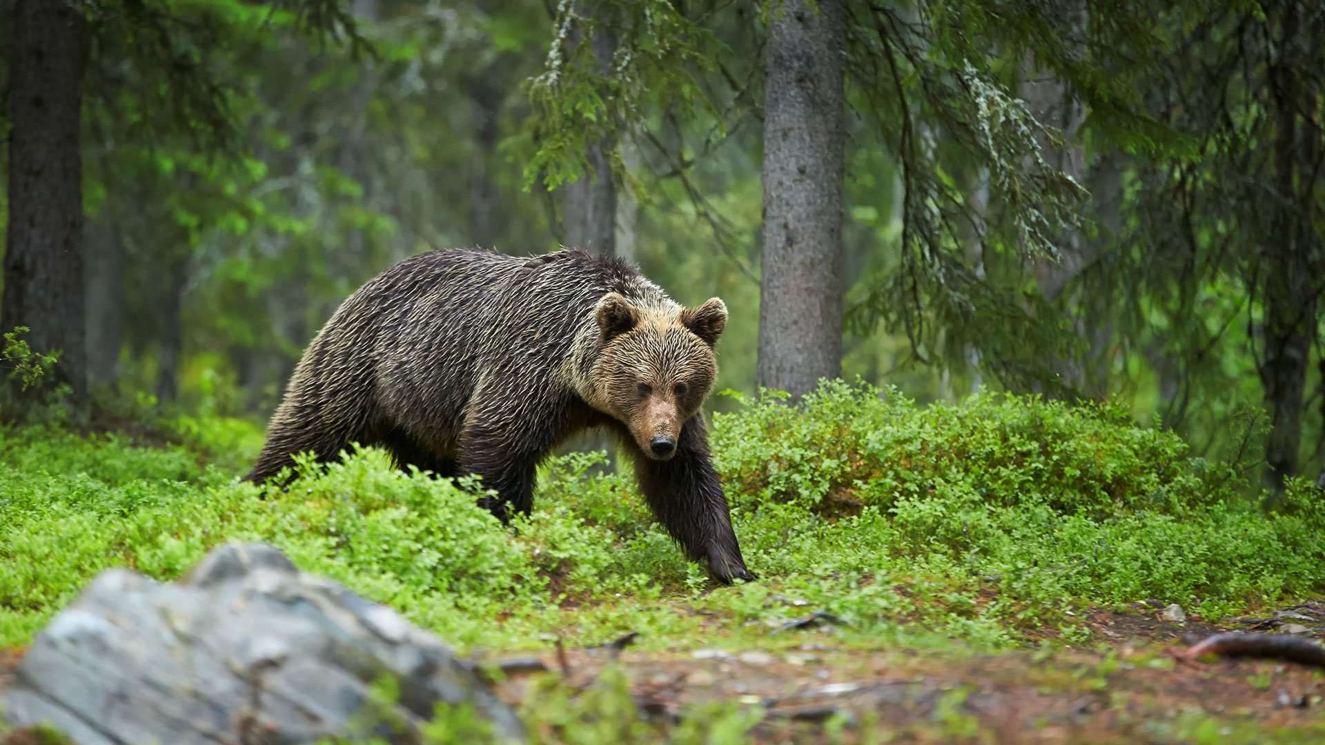 See the Grizzly Bears at Great Bear Rainforest