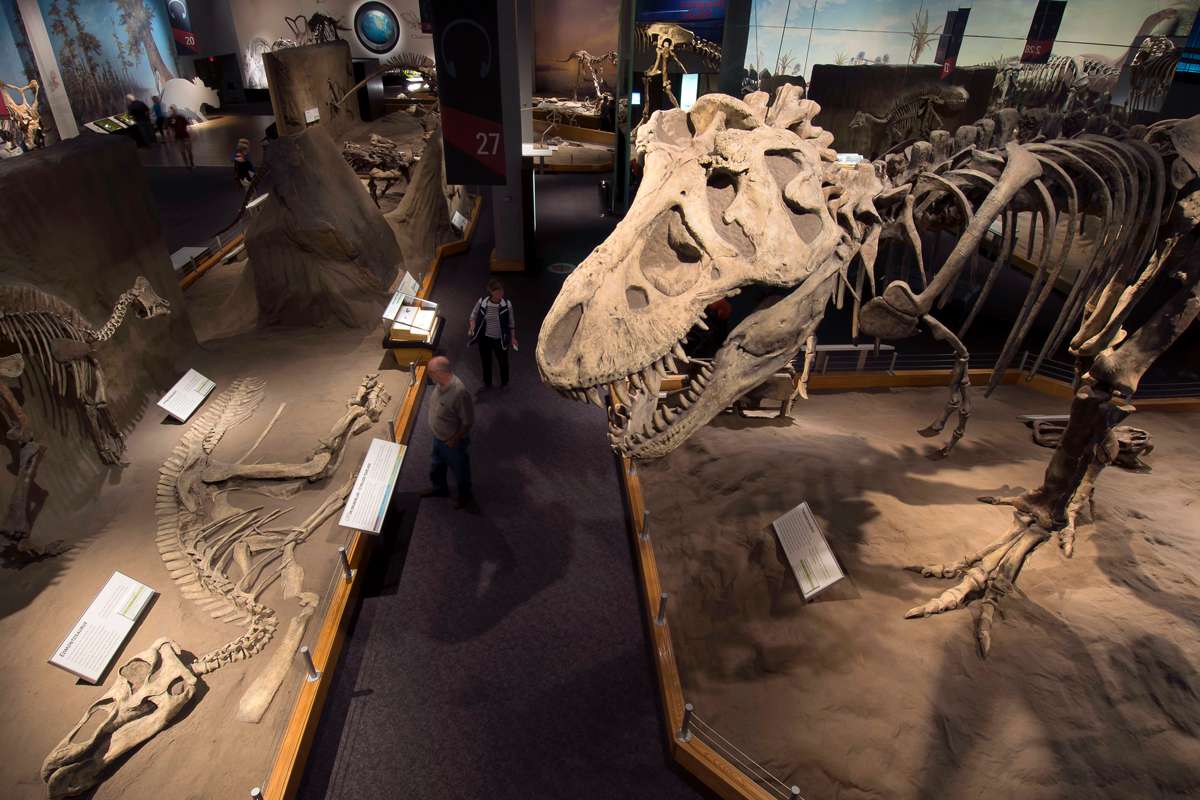 Marvel at Royal Tyrrell Museum