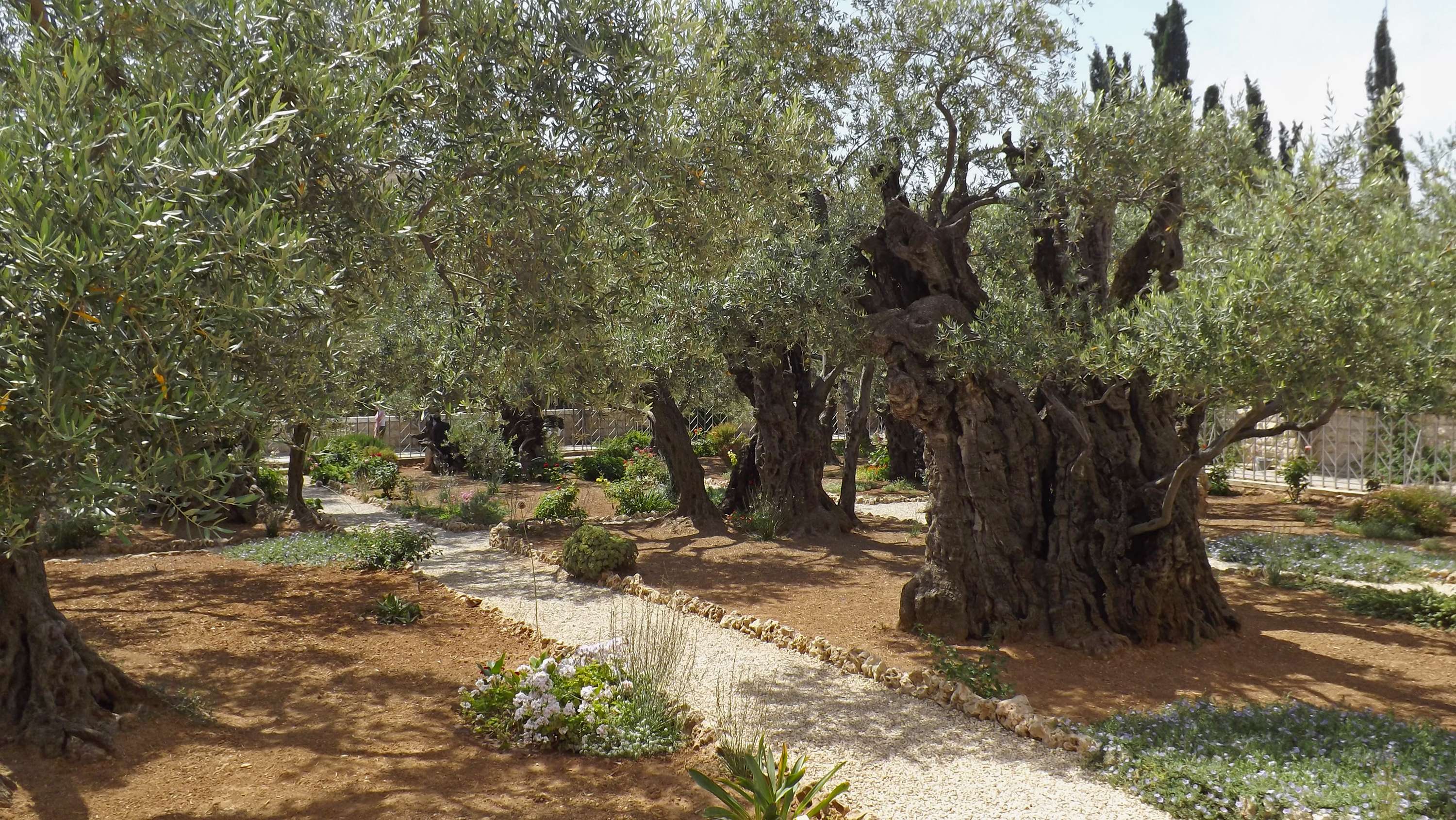 Visit The Gethsemane Garden at The Foot of The Mount of Olives