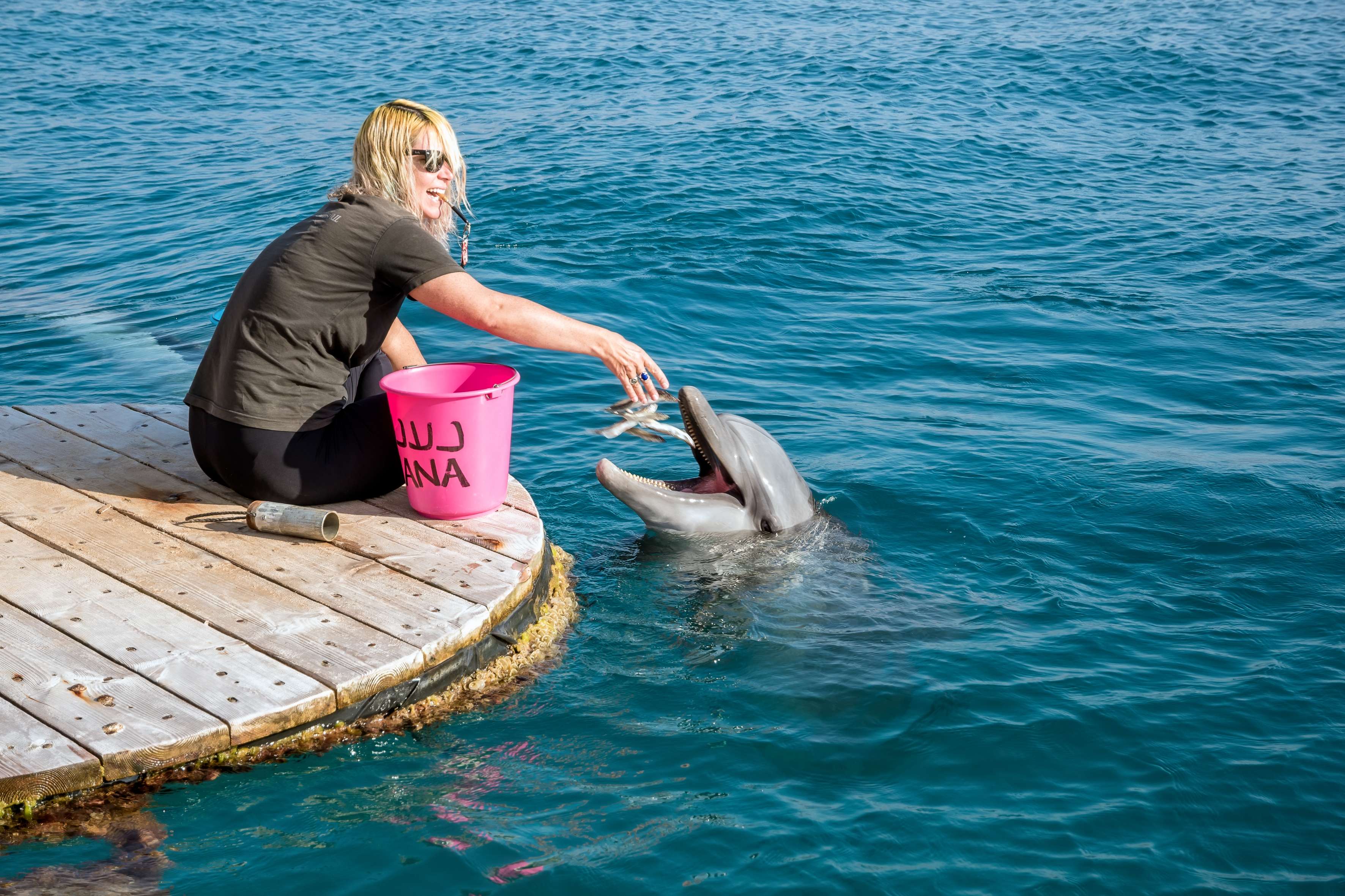 Fall In Love with Dolphins at Dolphin Reef