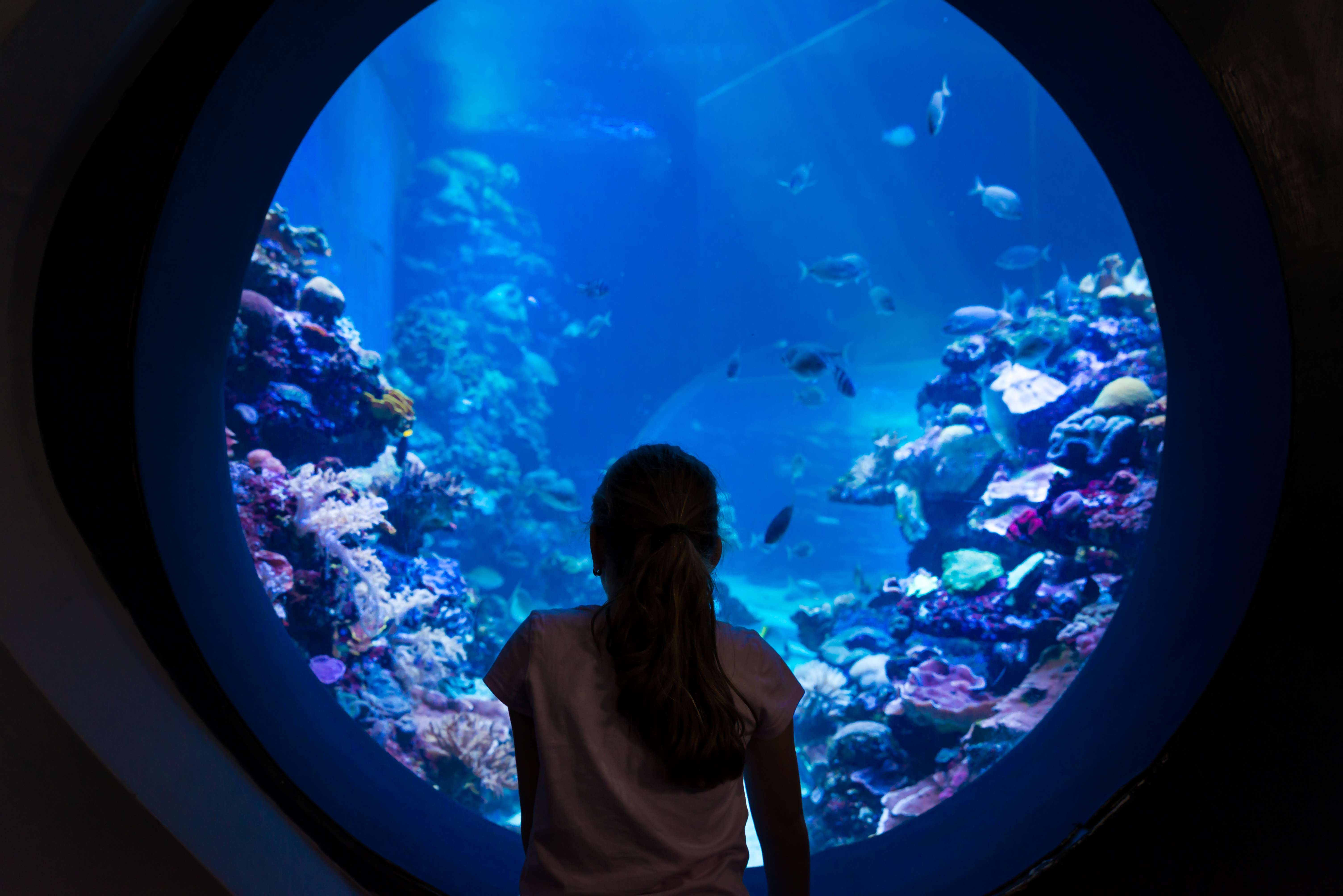 Observe The Corals at Coral World Underwater Observatory