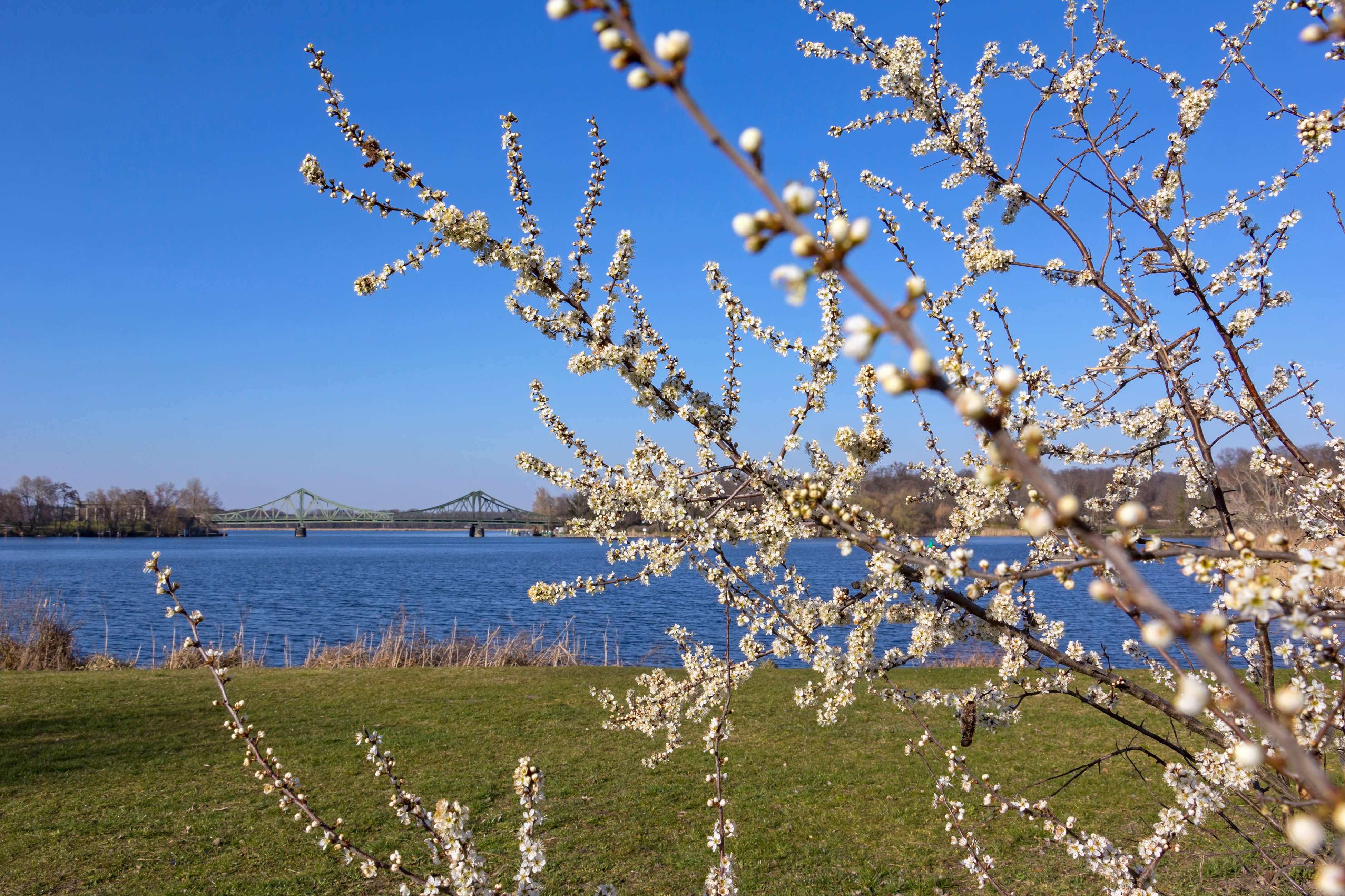 Find Berlin's Cherry Blossoms at The Bridge of Spies