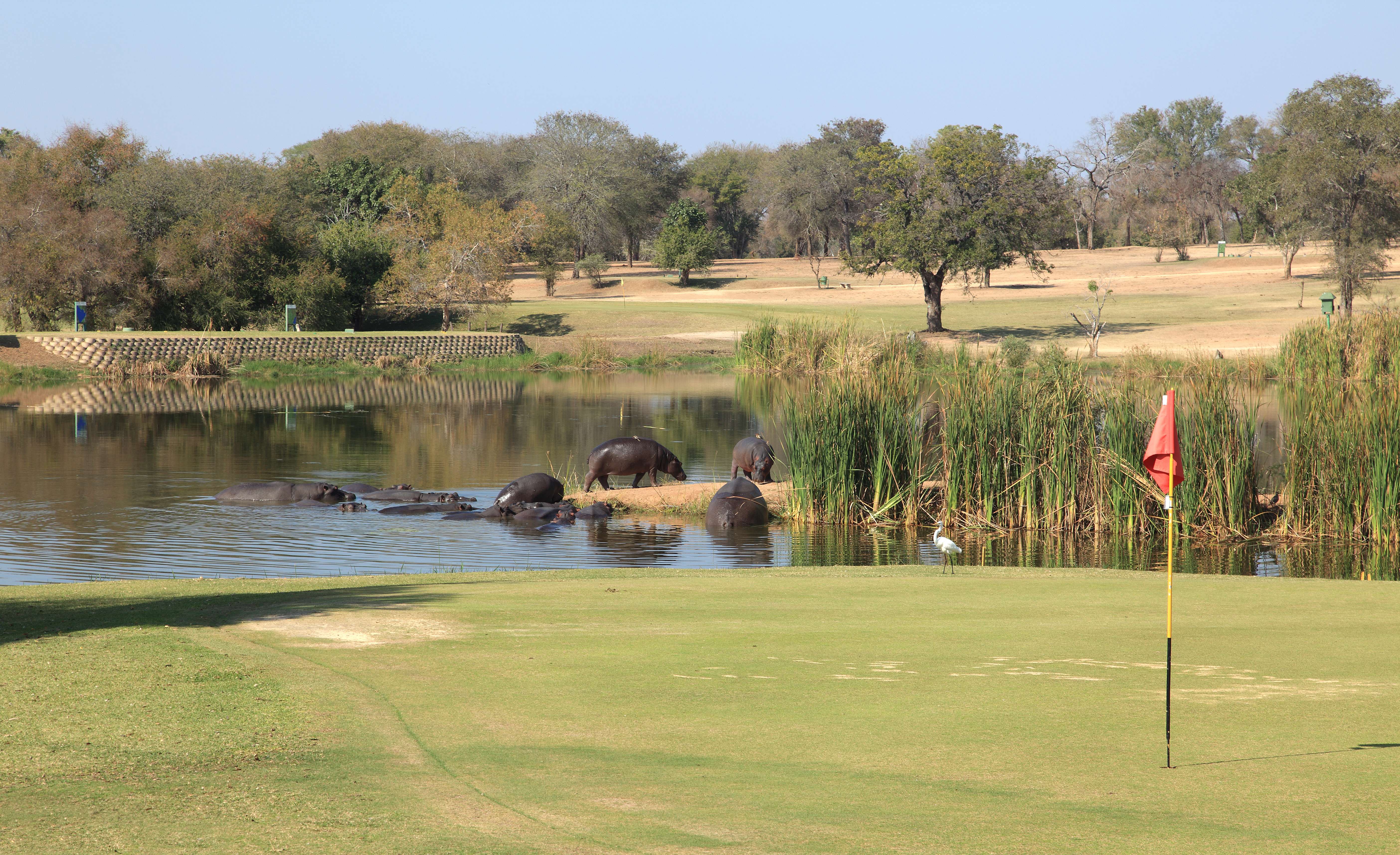 Play golf at The Skukuza Golf Course