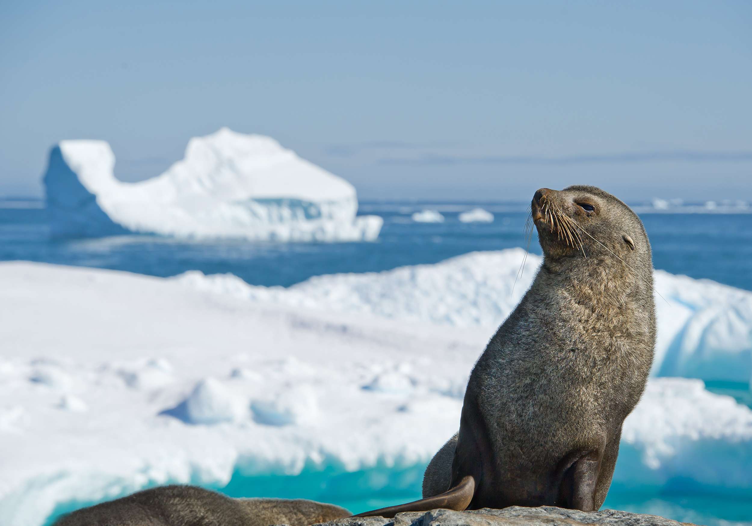 Antarctic Seals