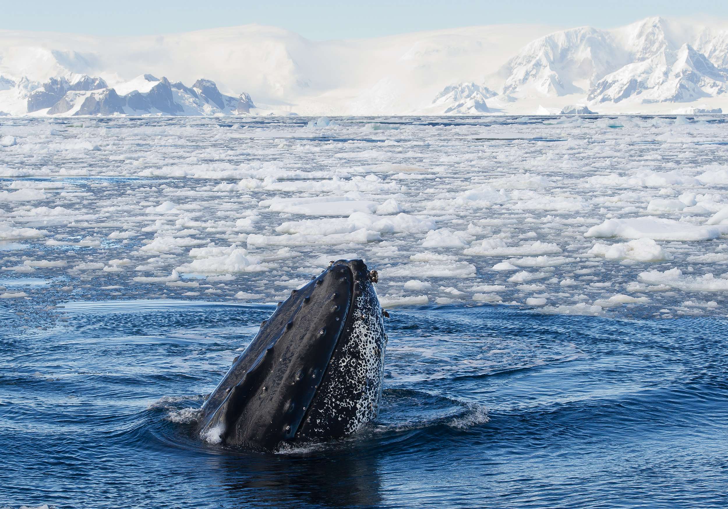 Antarctic Whales