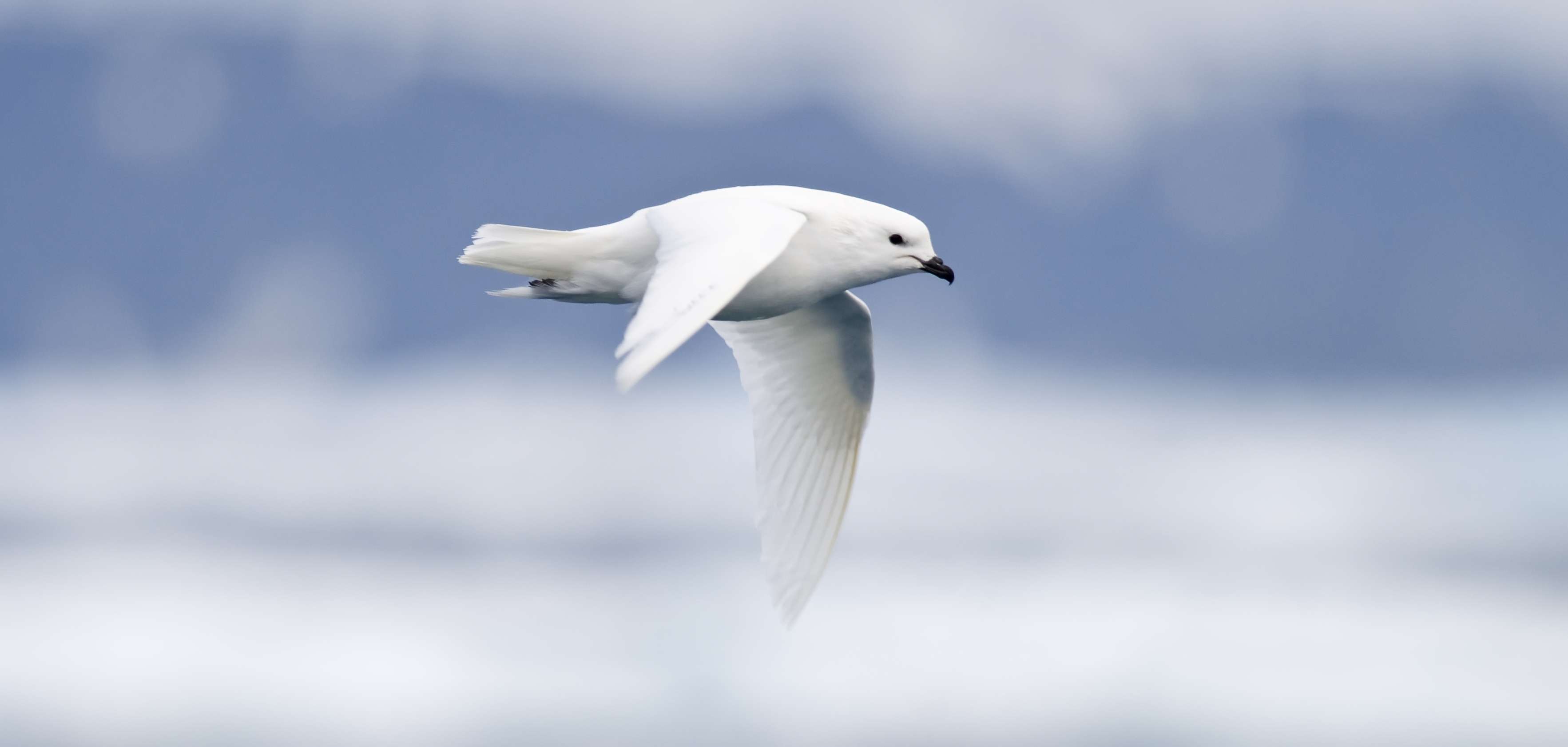 Snow Petrels