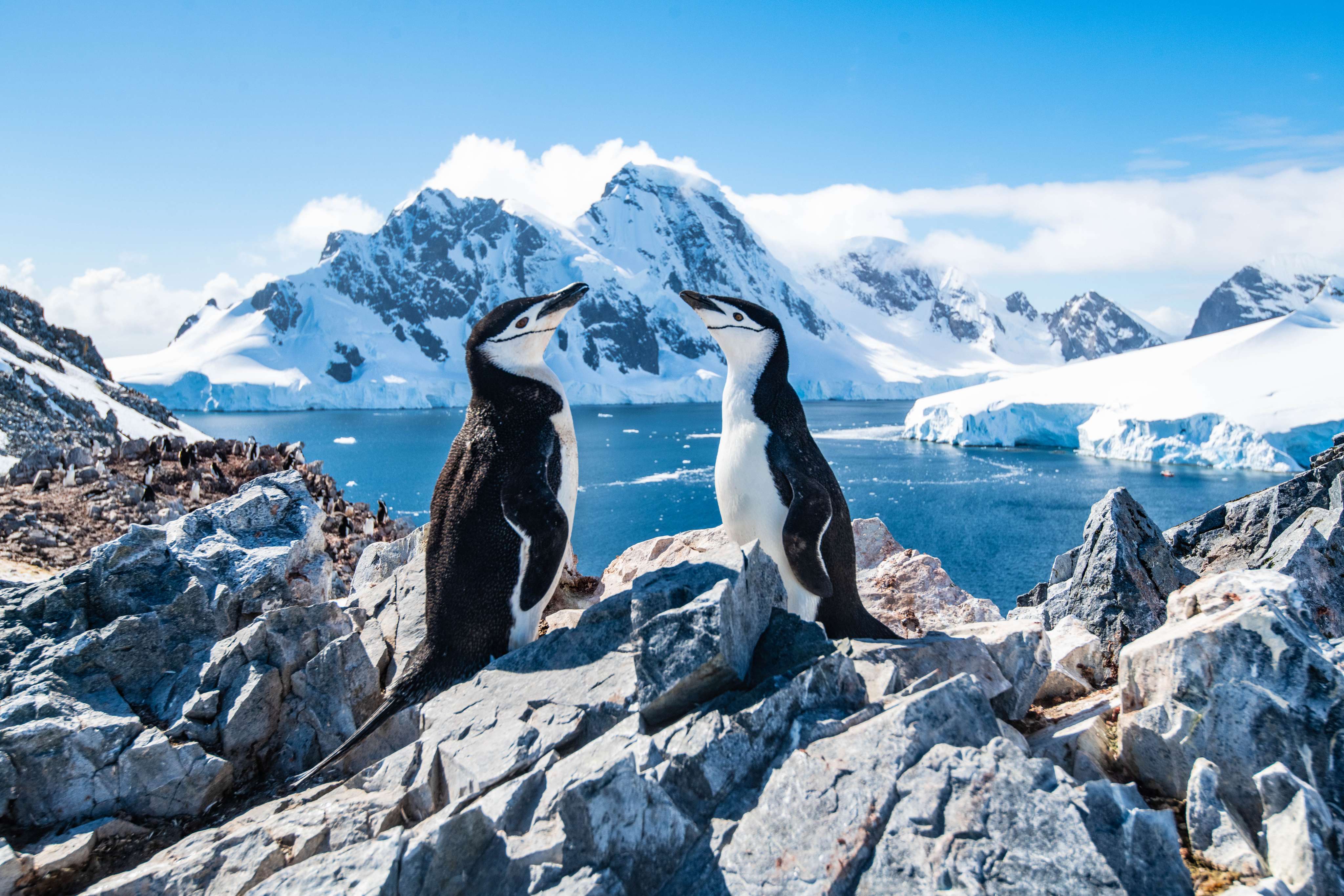 Antarctica Wildlife Guide | Explore The Frozen Continent's Wildlife