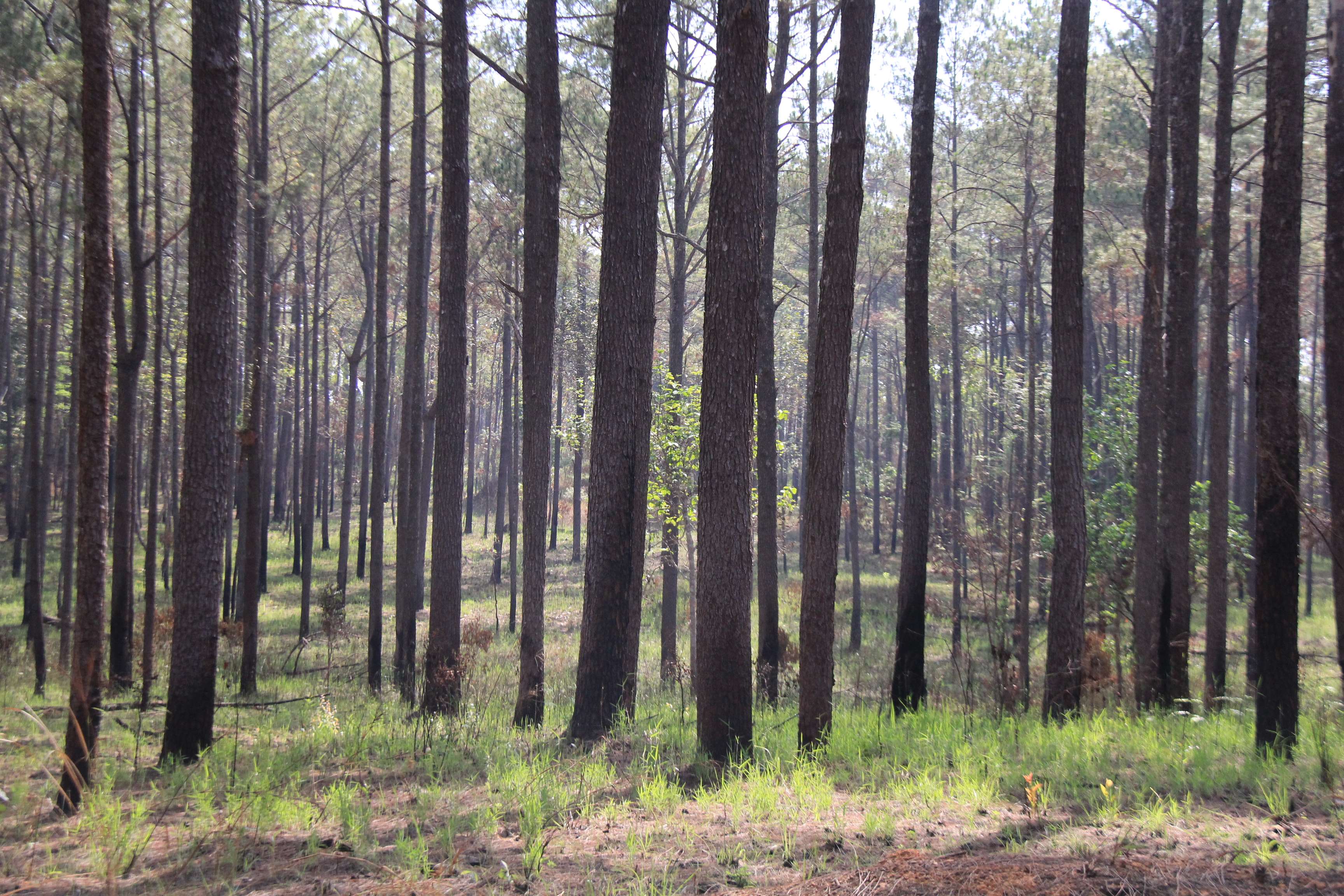 Explore Kirirom’s Pine Forests