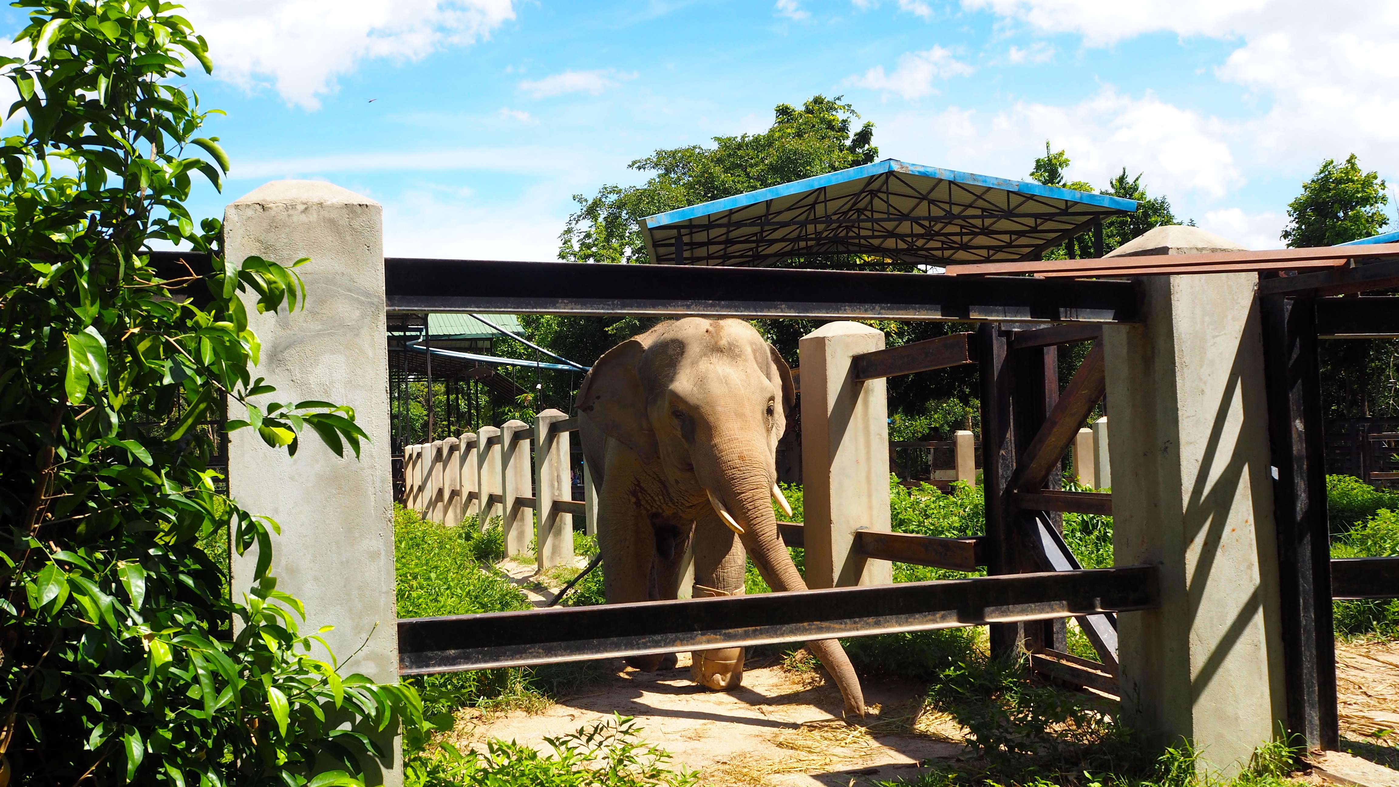 Visit Phnom Tamao Wildlife Rescue Center