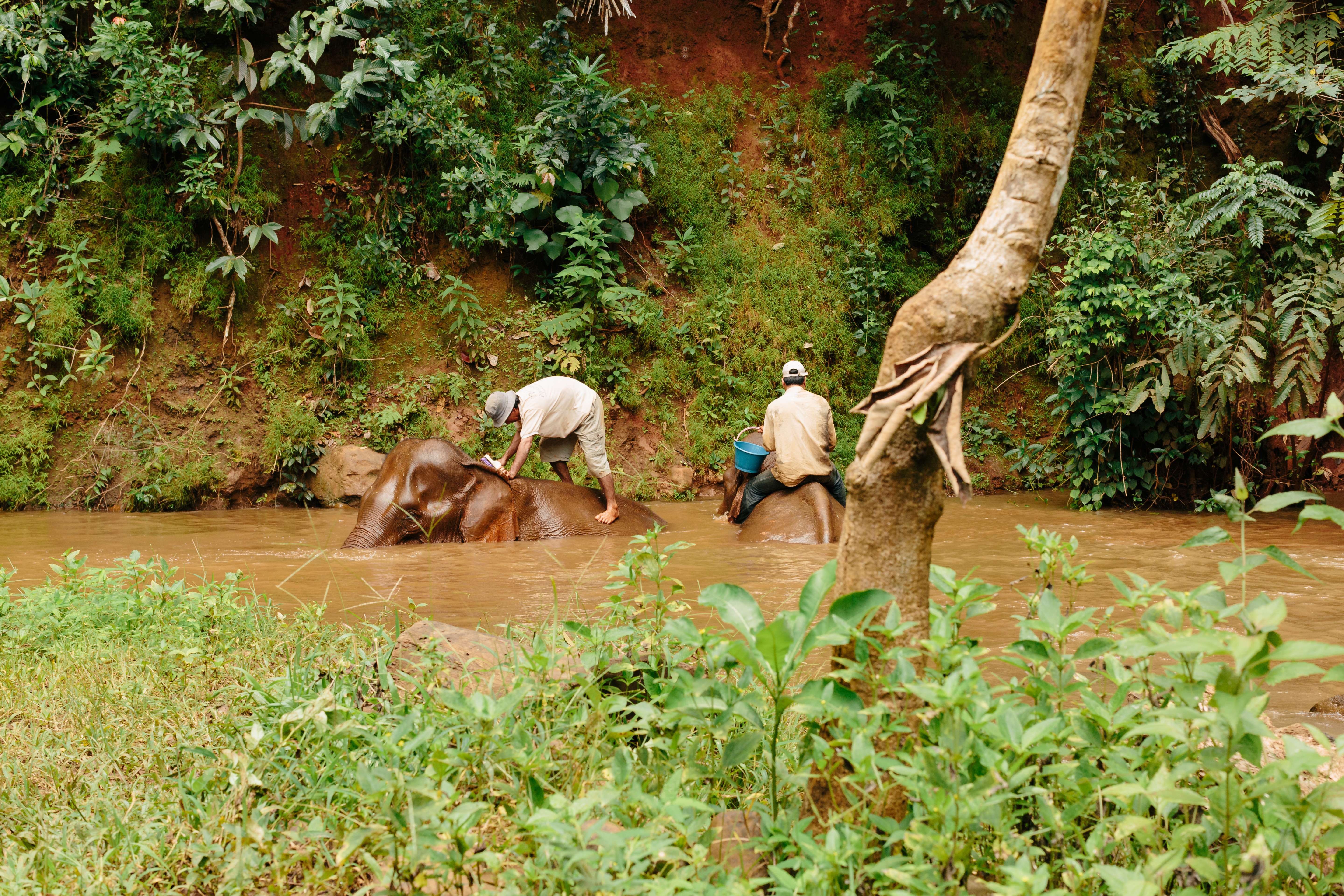 Swim With Elephants at Mondulkiri